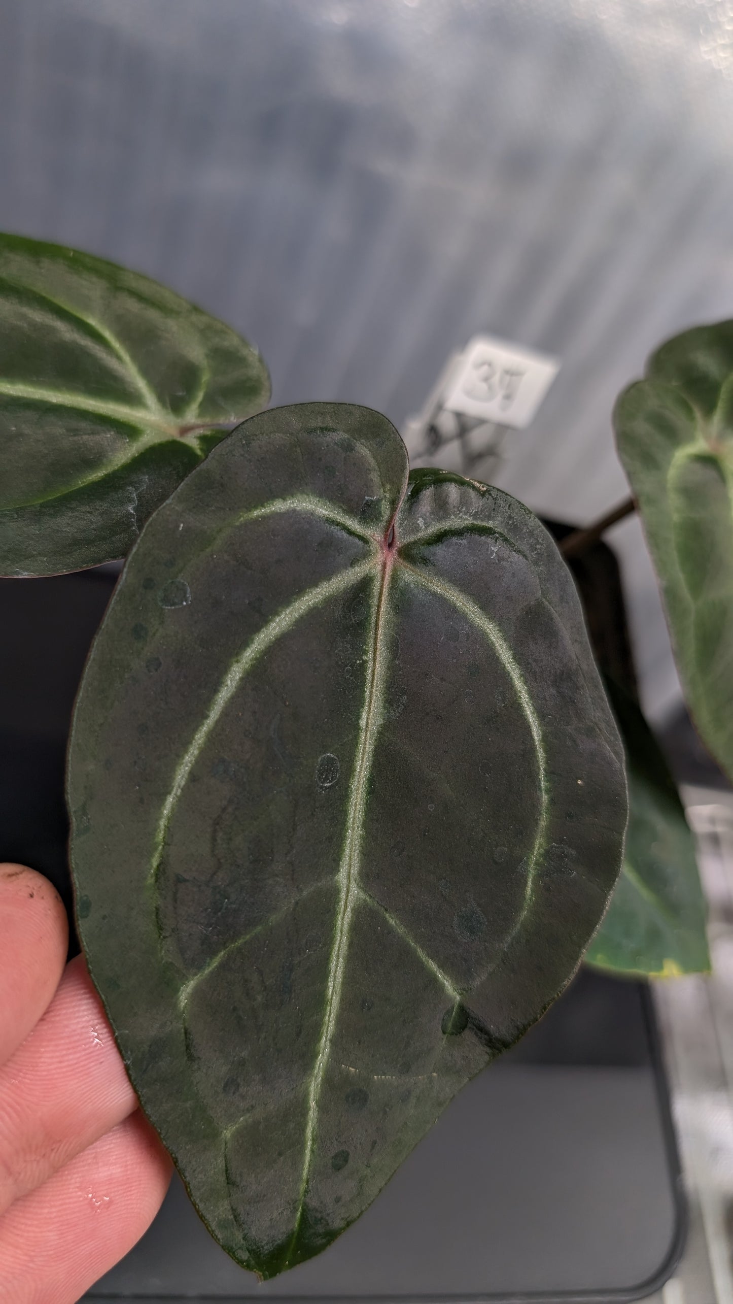 Anthurium Doc Block Zara x Michelle 'Selected Dark Form' x Besseae aff. 'Black Pillow'