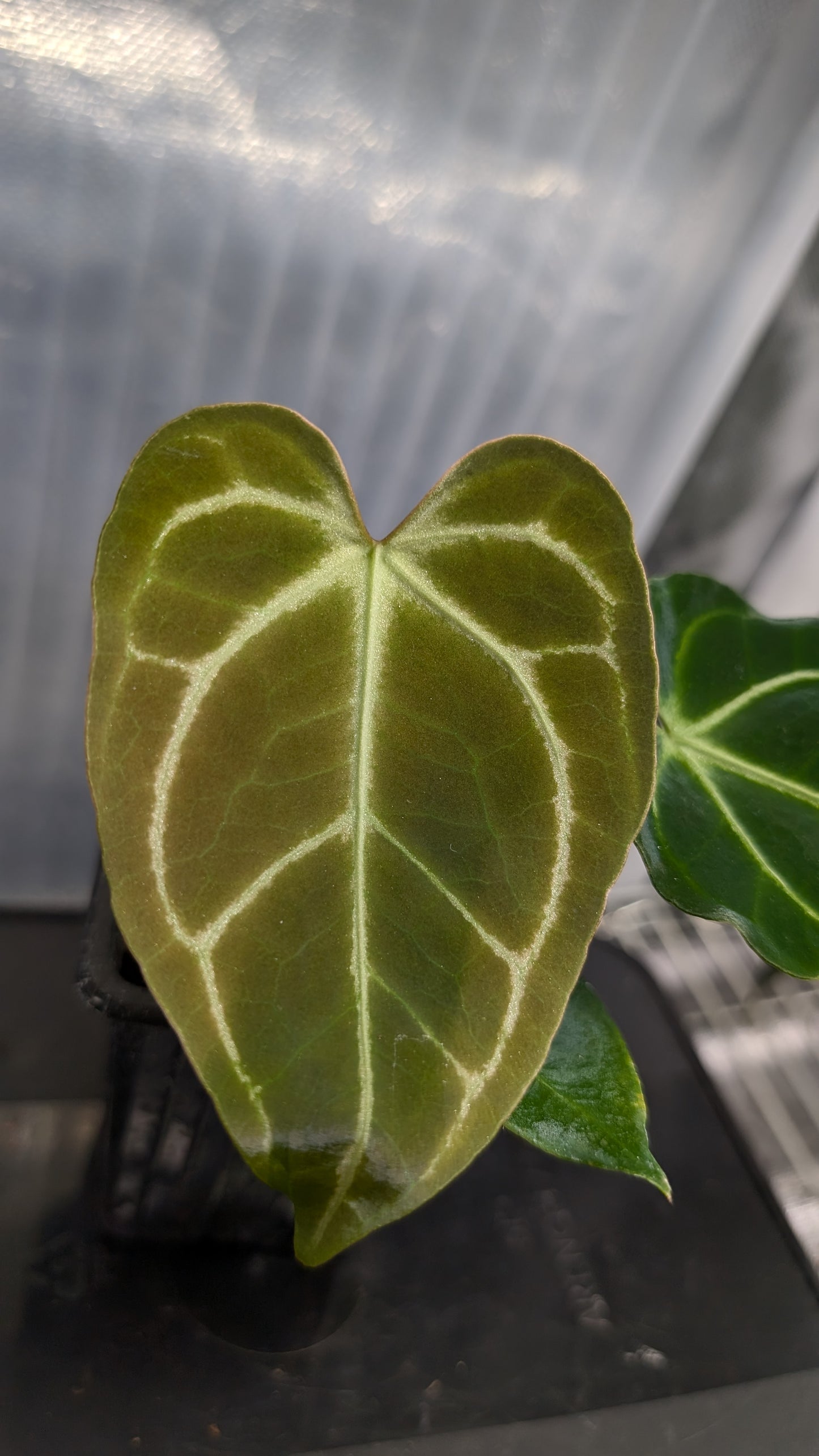Anthurium Regale 'Dream Catcher' x 'Silver Shield'