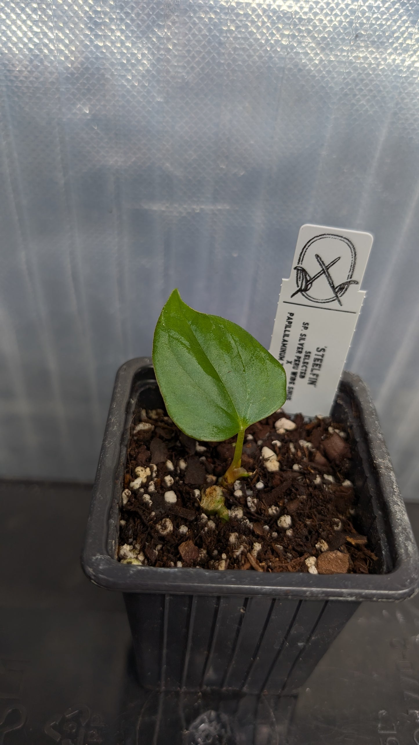 Anthurium 'Steelfin'