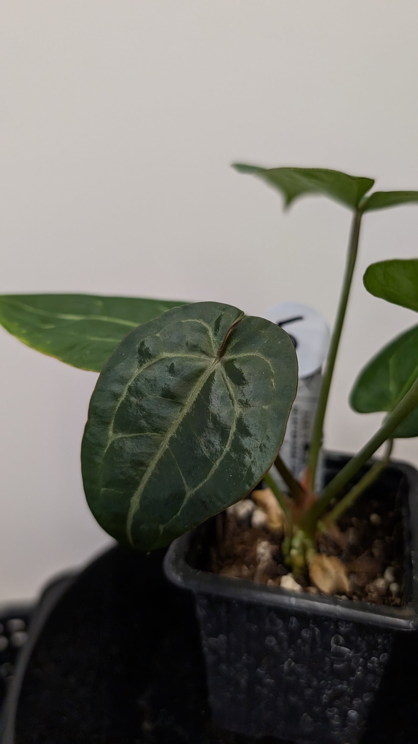 Anthurium Doc Block Zara x Michelle 'selected dark form' x Forgetii Dark