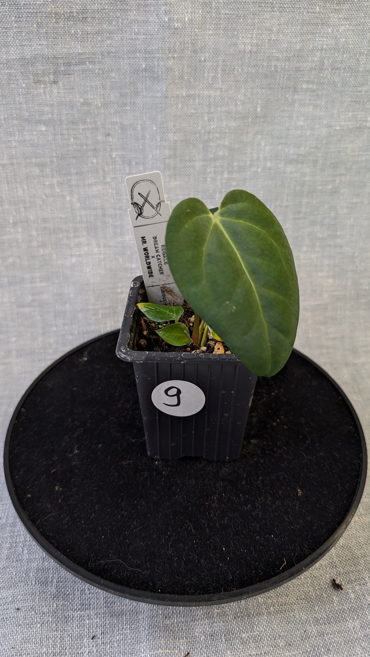 Anthurium Regale 'Dream Catcher' x Mr. Worldwide