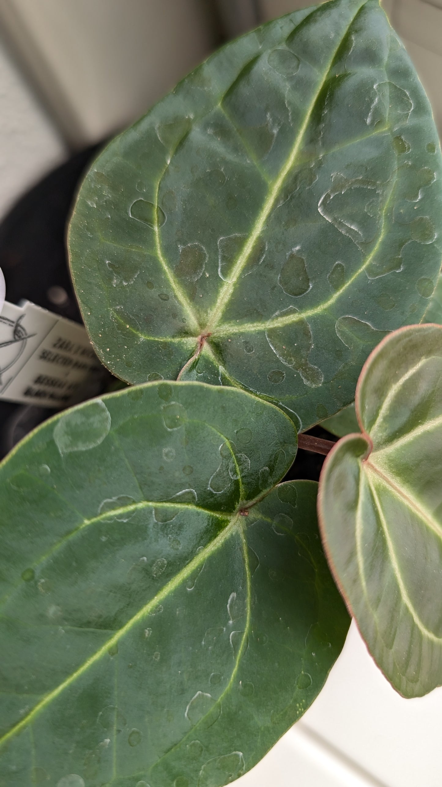 Anthurium Doc Block Zara x Michelle 'Selected Dark Form' x Besseae aff. 'Black Pillow'