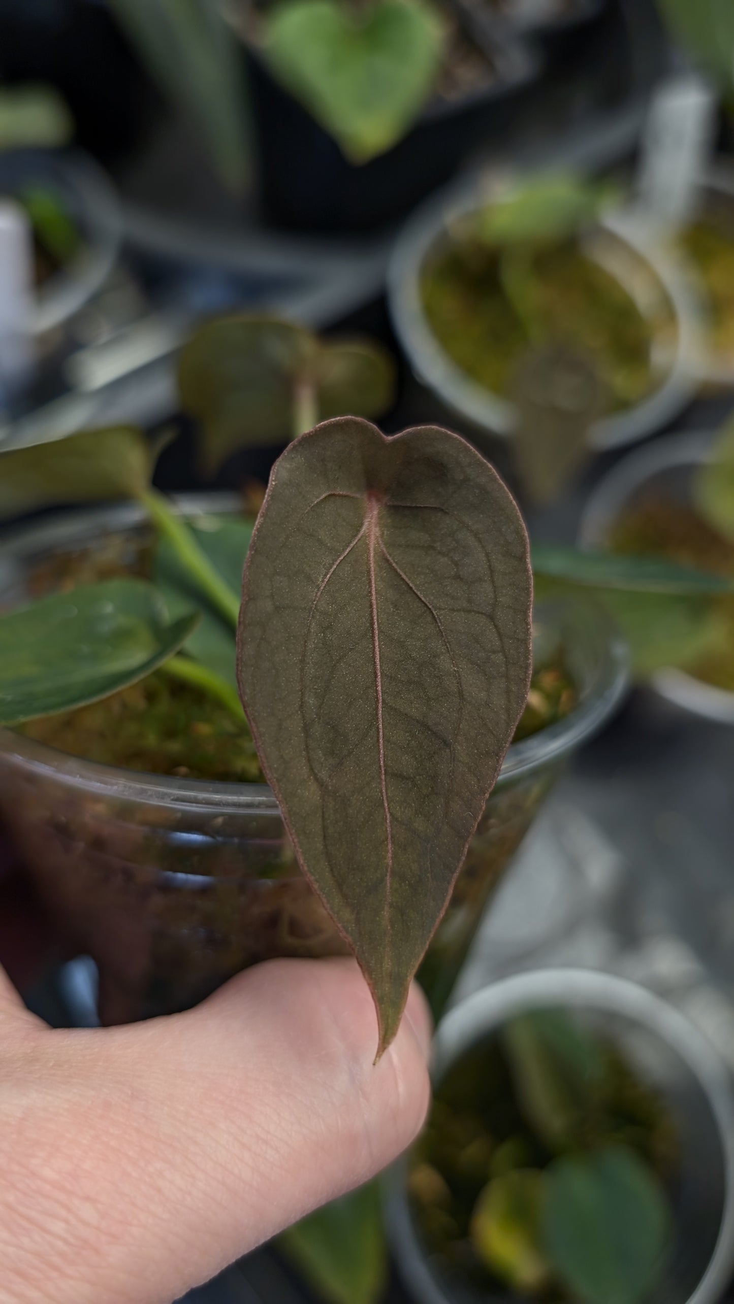 Anthurium Red Spider CLONE
