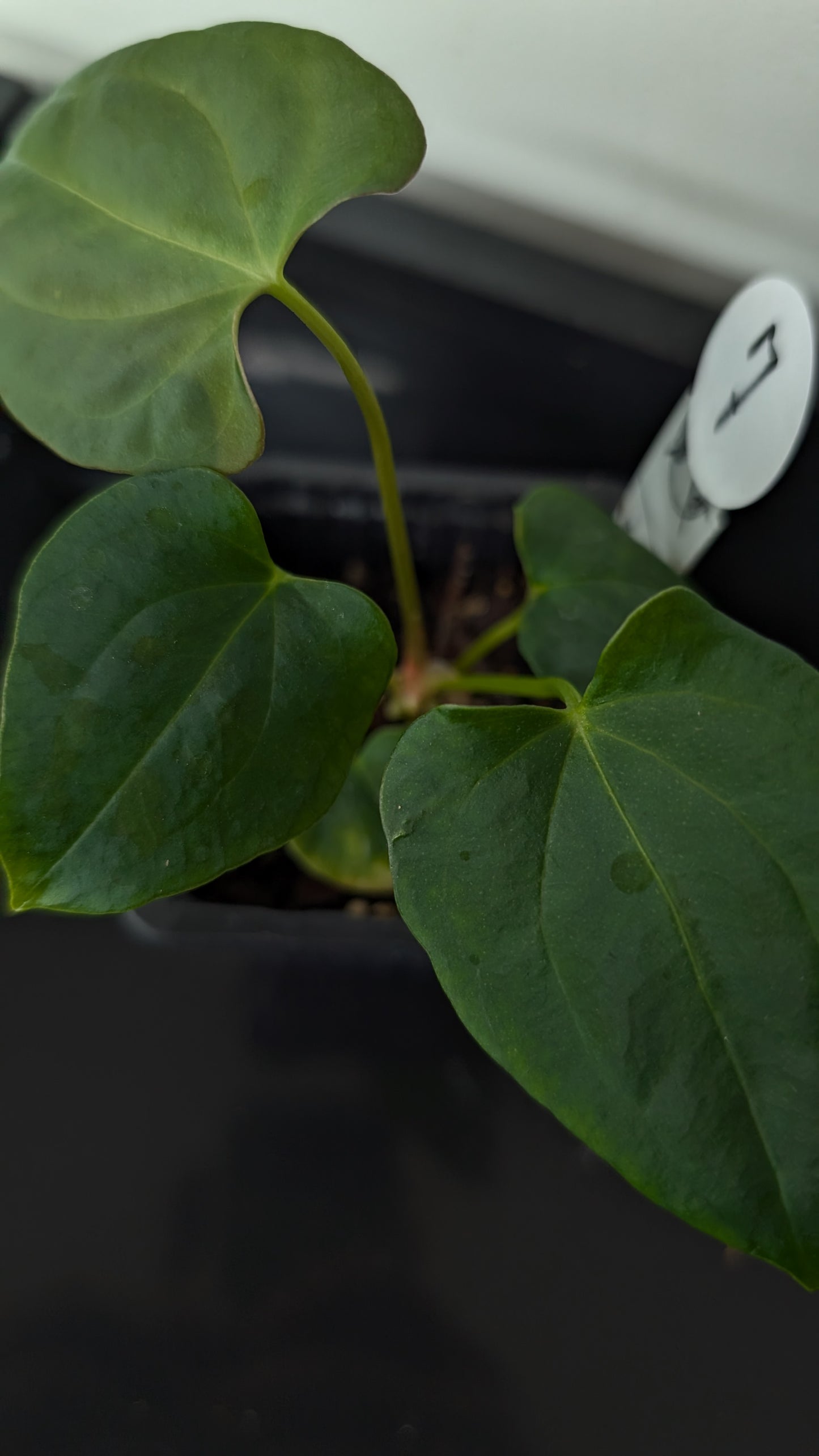 Anthurium Papillilaminum 'Fort Sherman' x Mr. Worldwide