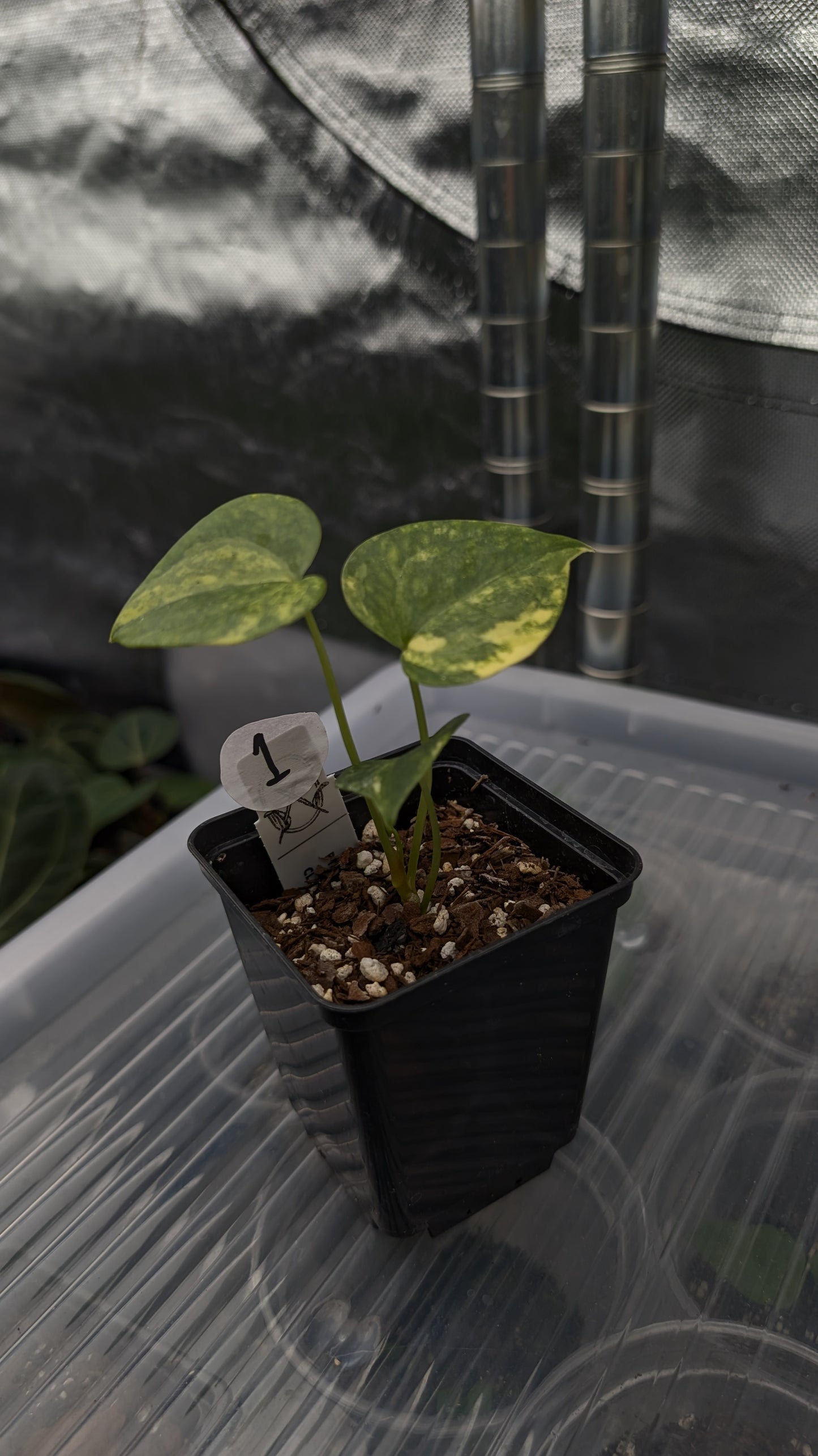 *Variegated* Anthurium Pterodactyl variegata x Clarinervium (or x self)