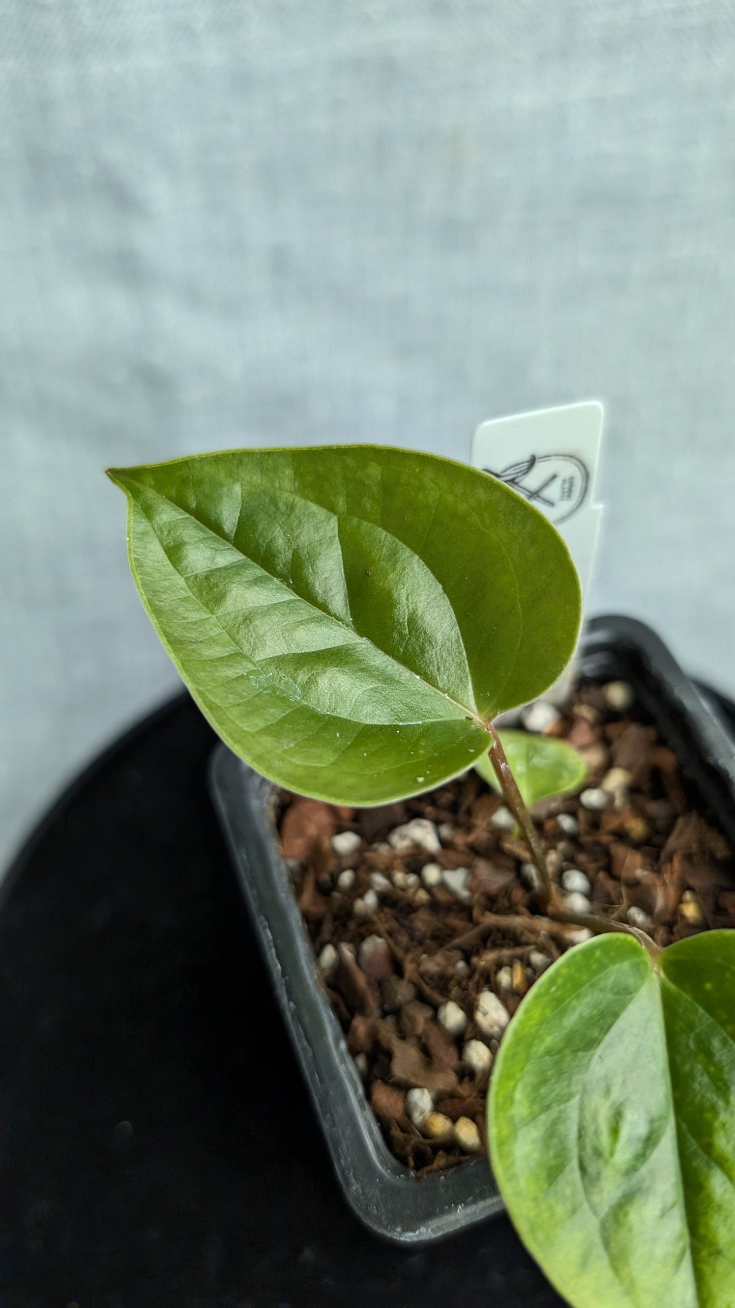 Anthurium Veitchii x Radicans (Unique Curious Plants-cross)