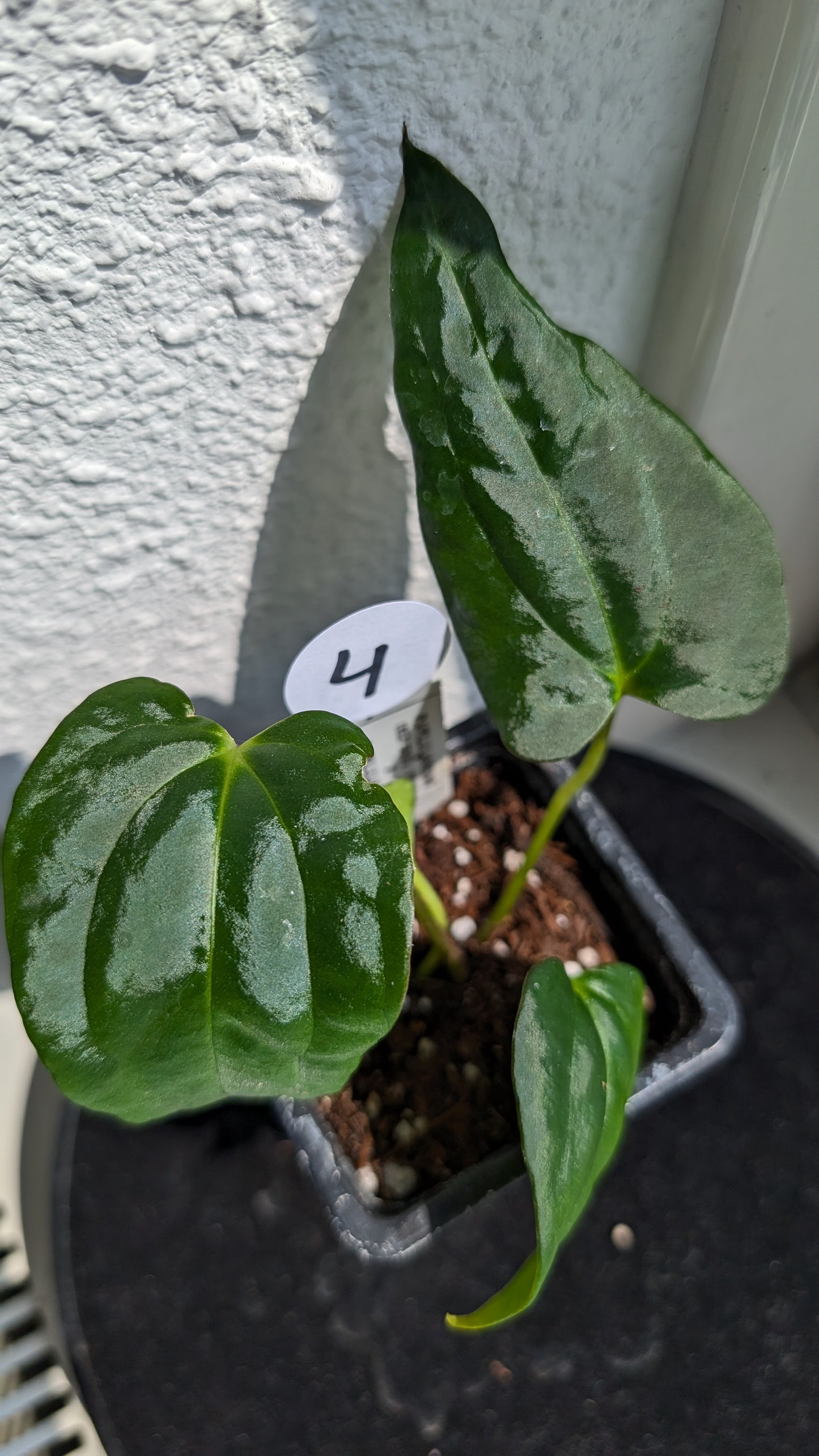 Anthurium PapillilaminumX (Red Sinus / Veins) x Papillilaminum 'Daniel'
