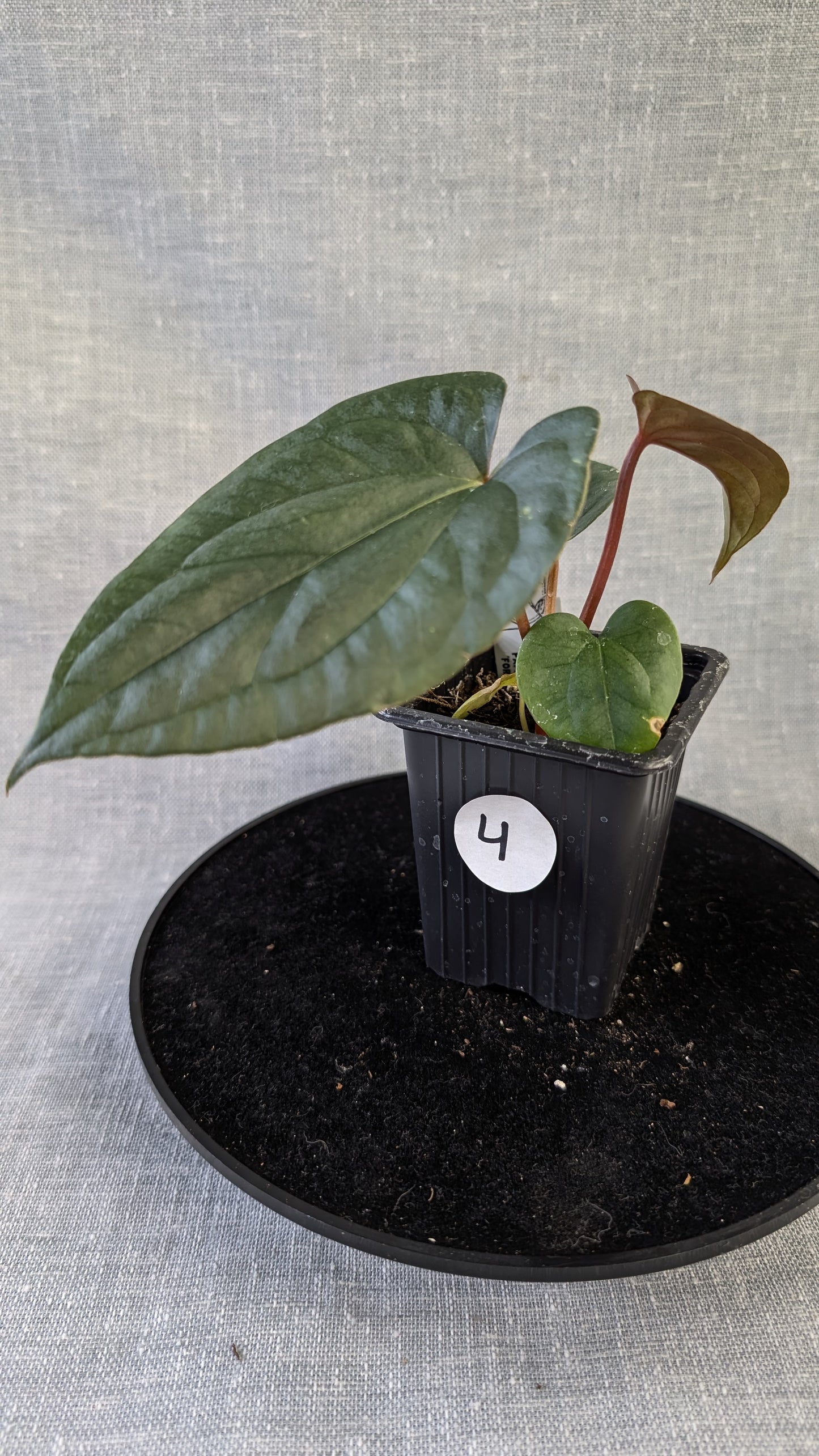 Anthurium Sp. Silver Peru Wide Sinus x Papillilaminum 'Fort Sherman'