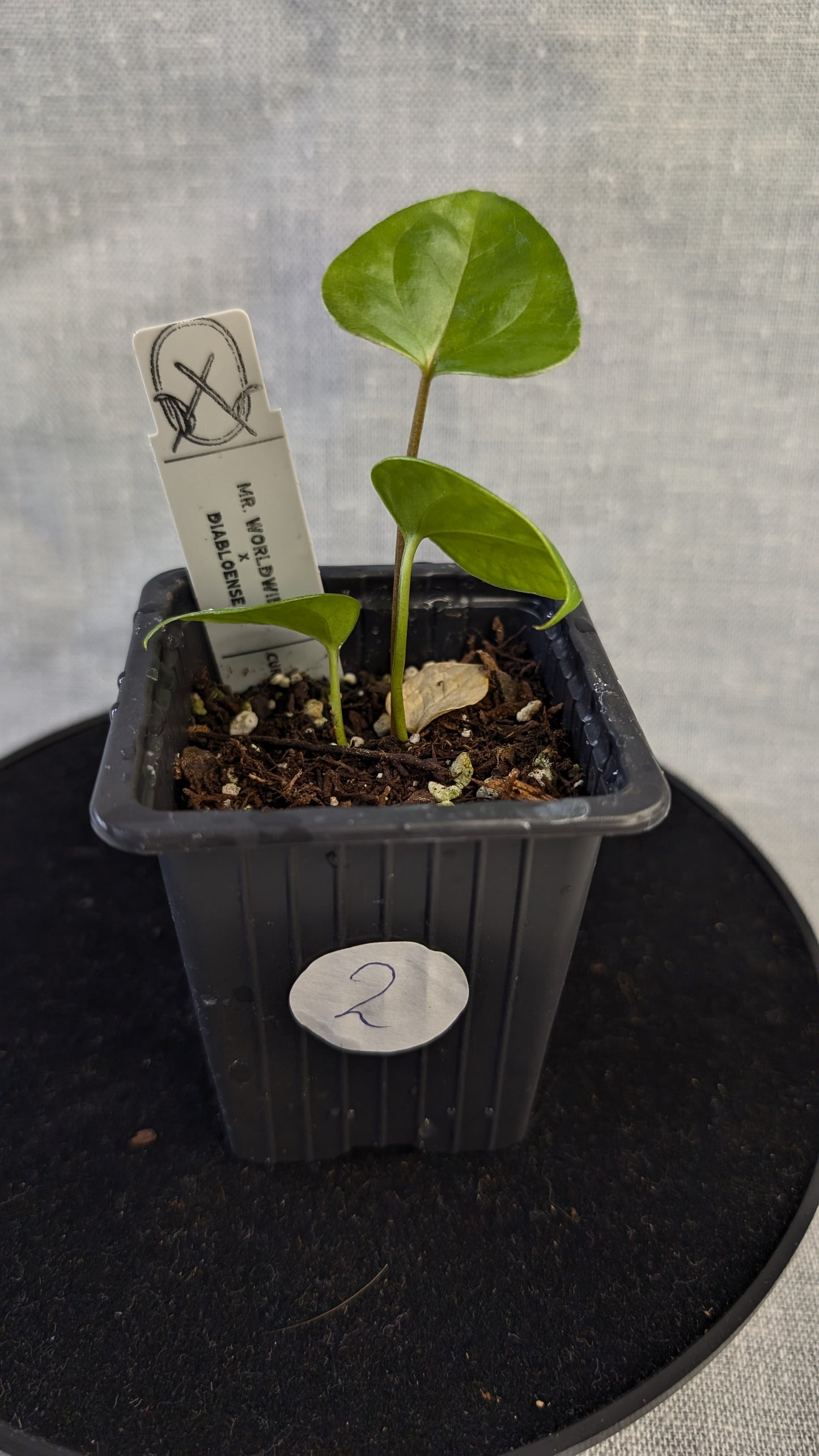 Anthurium 'Mr Worldwide' x Diabloense
