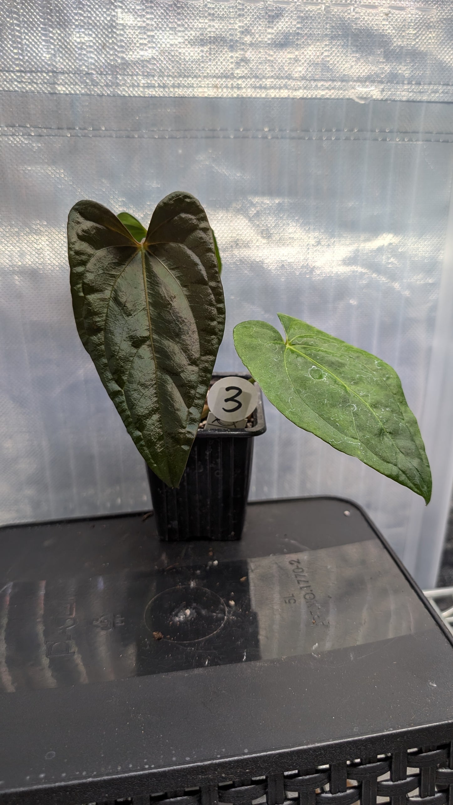 Anthurium PapillilaminumX (Red Sinus / Veins) x Papillilaminum 'Daniel'