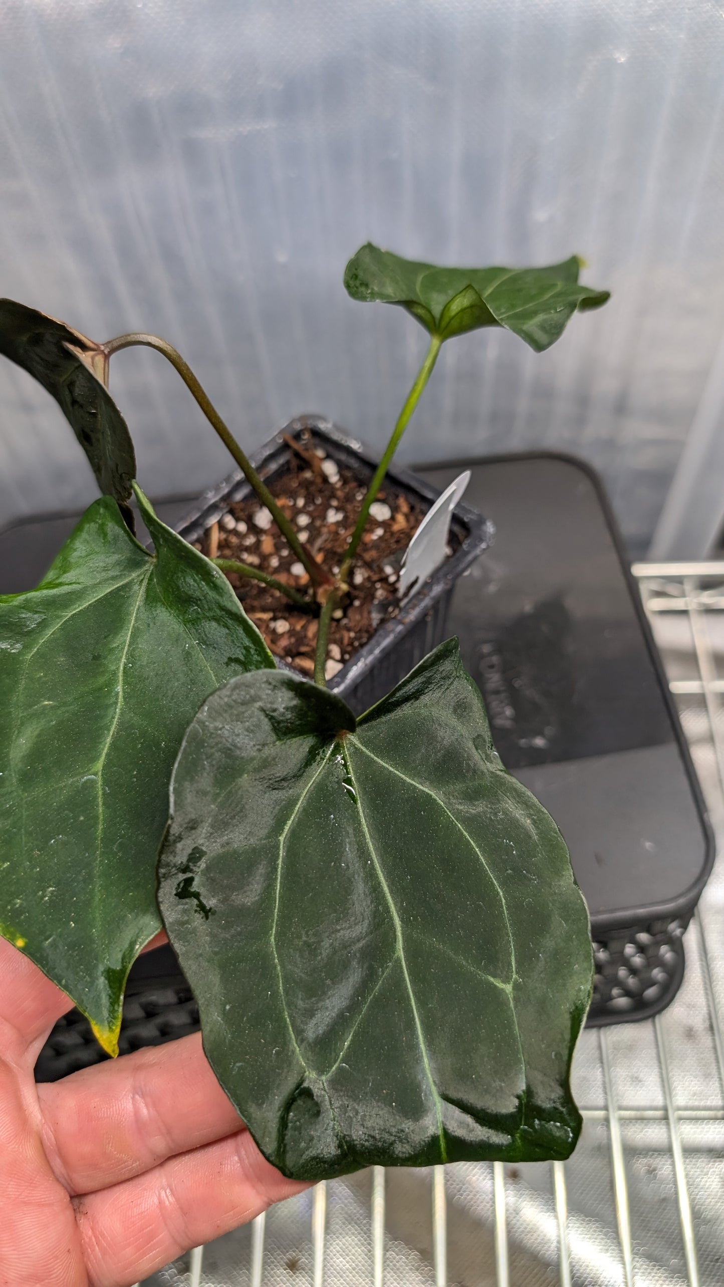 Anthurium Ace of Spagetii F2 (Ace of Spades x Forgetii) F2
