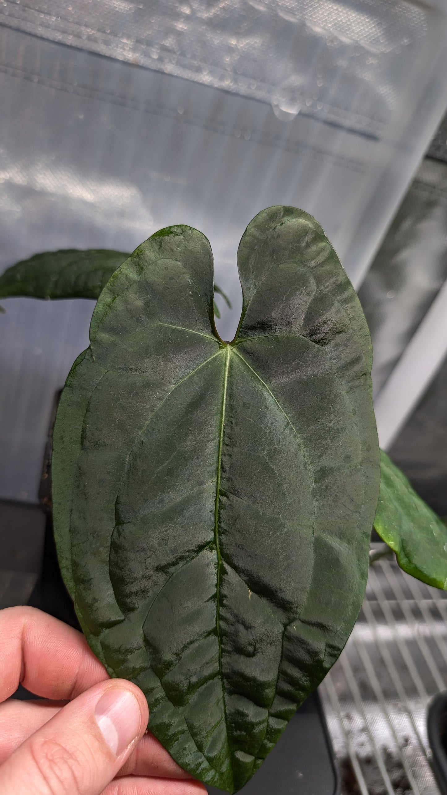 Anthurium Papillilaminum 'Daniel' x Ace of Spagetii