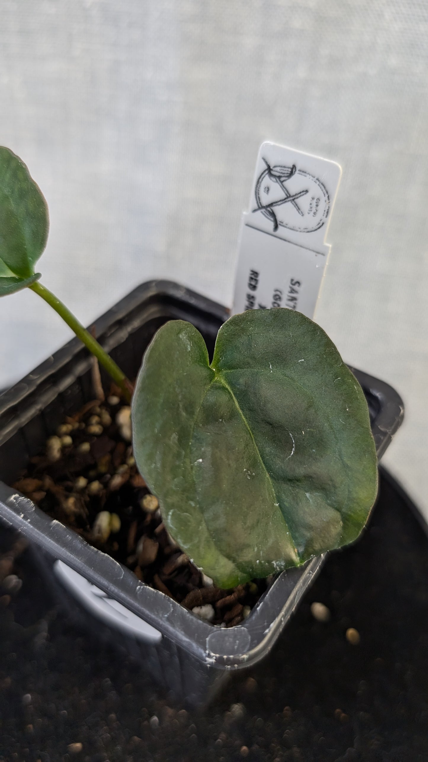 Anthurium Goliath x Red Spider