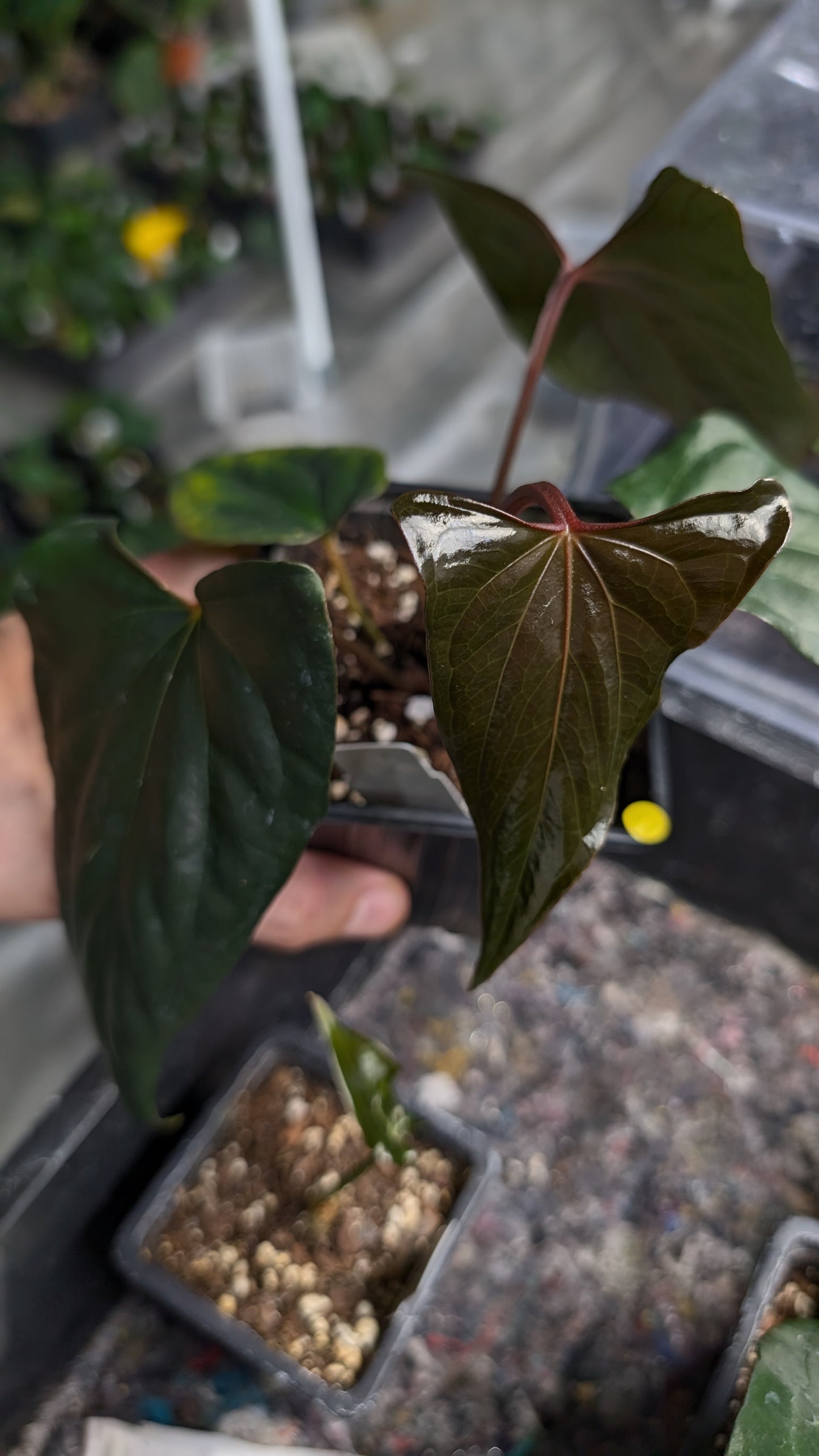 Anthurium 'Green Slate'