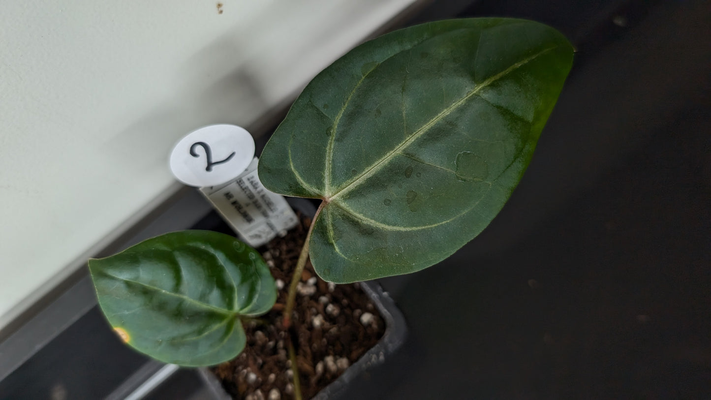 Anthurium Doc Block 'Zara' x 'Michelle' Selected Dark Form x Mr. Worldwide