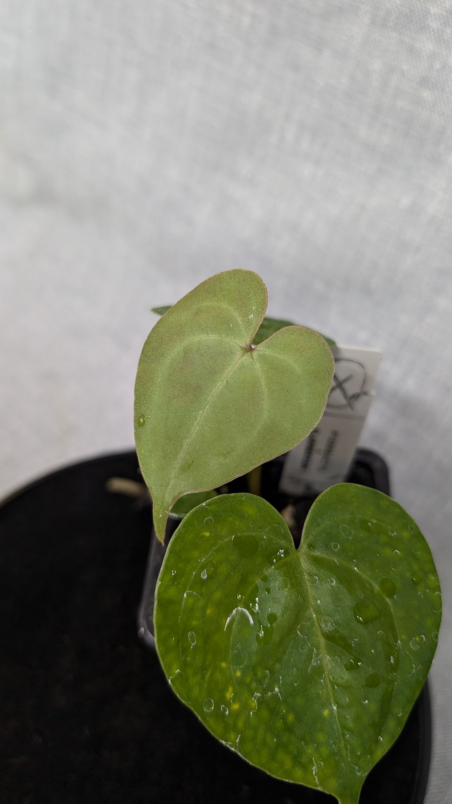 Anthurium Pterodactyl variegata x Clarinervium (or x self)