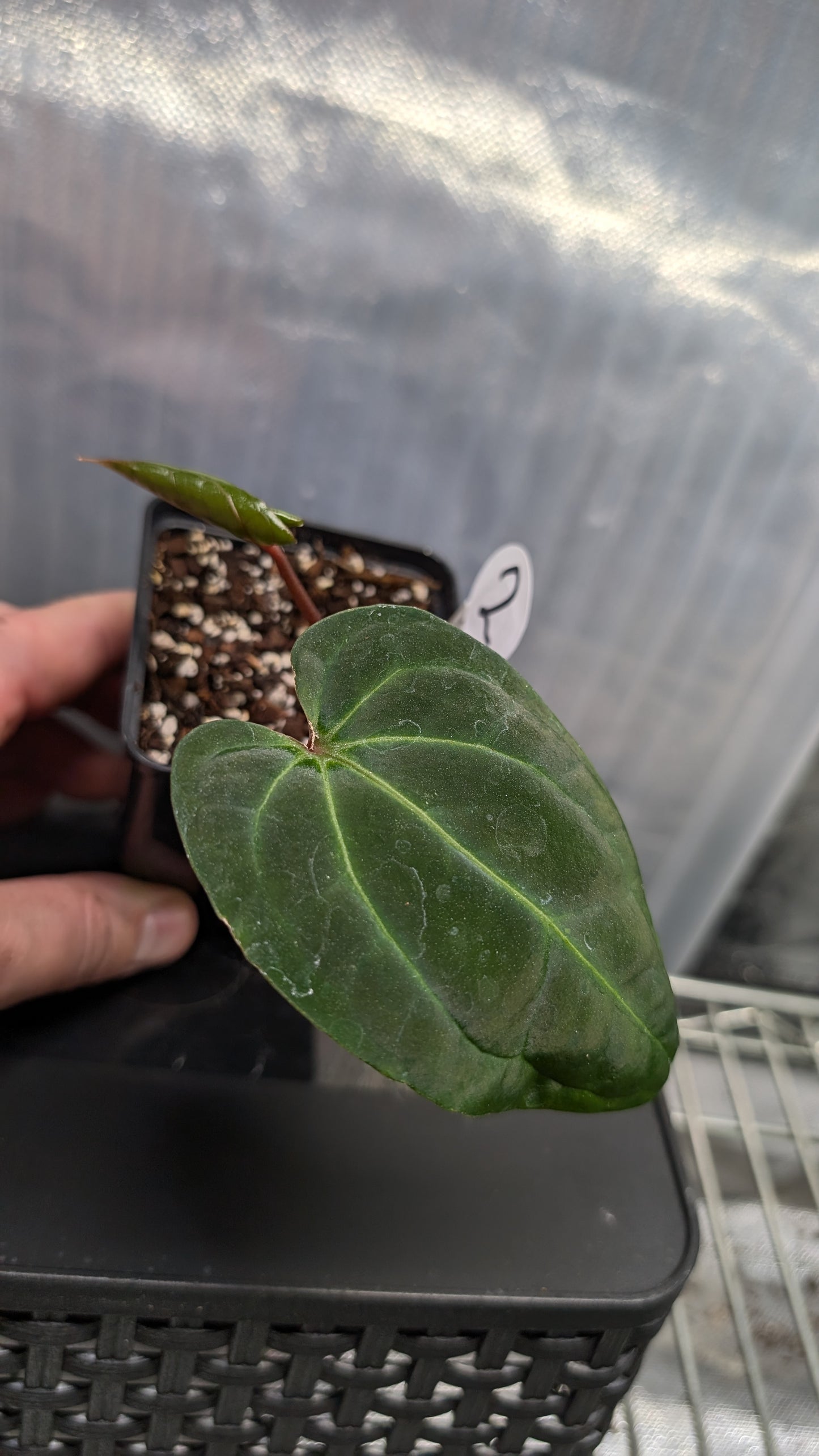 Anthurium Besseae aff. 'Black Pillow'