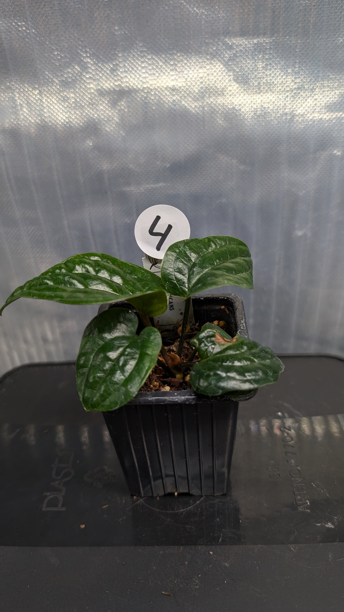Anthurium Radicans clone