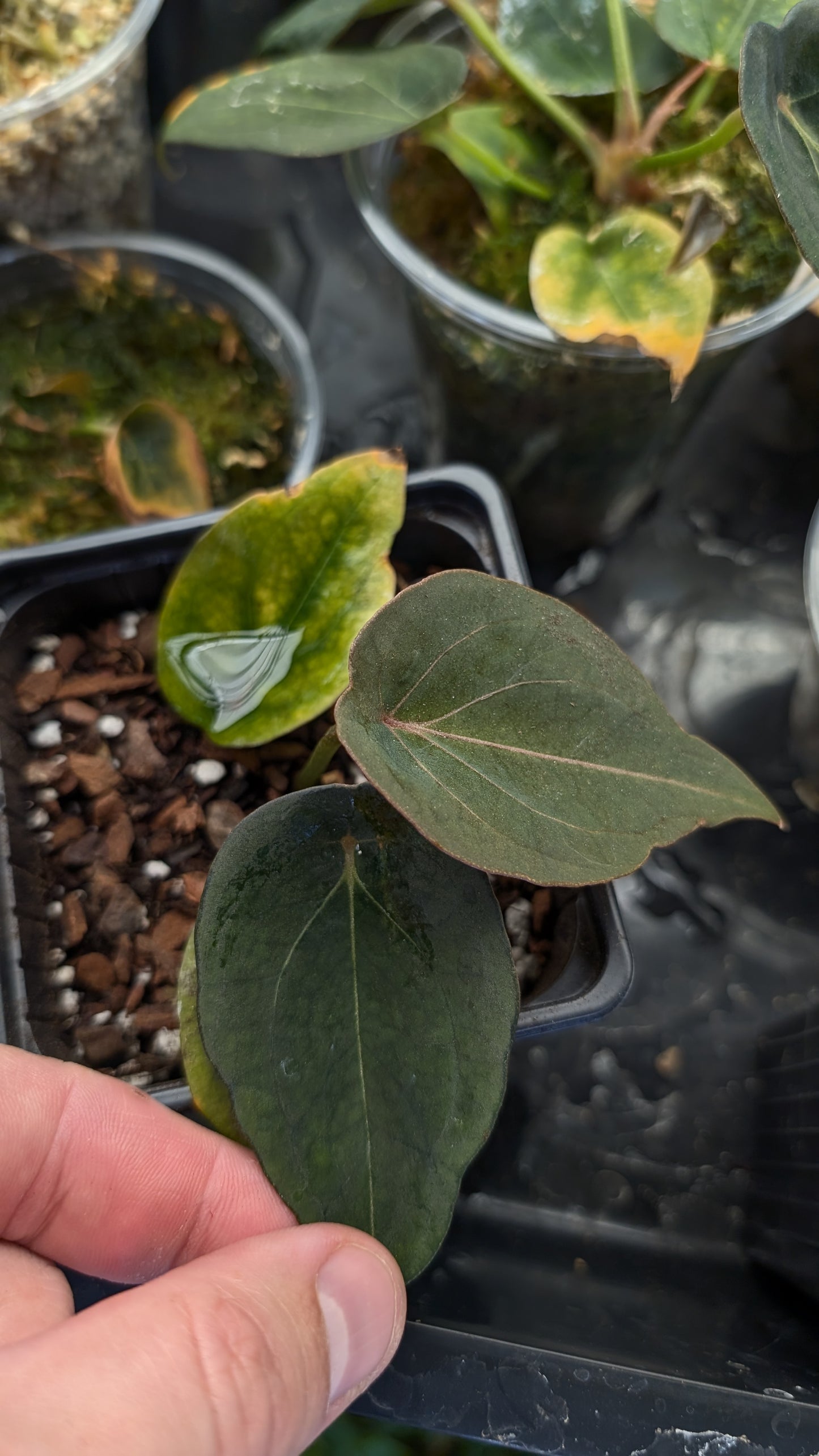 Anthurium Red Spider CLONE
