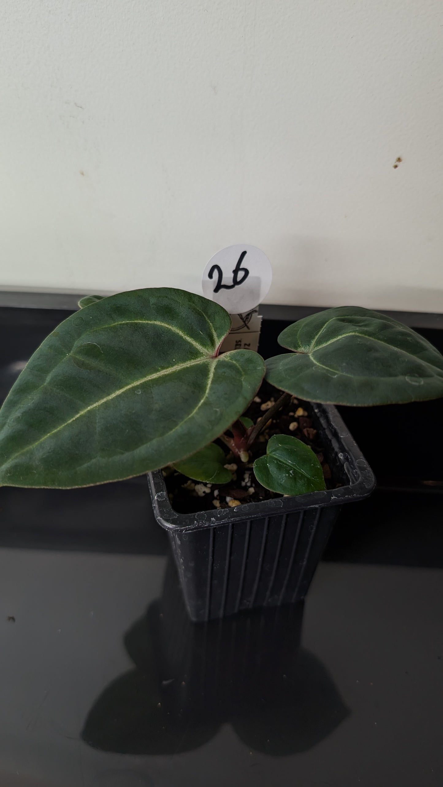 Anthurium Doc Block Zara x Michelle 'Selected Dark Form' x Besseae aff. 'Black Pillow'