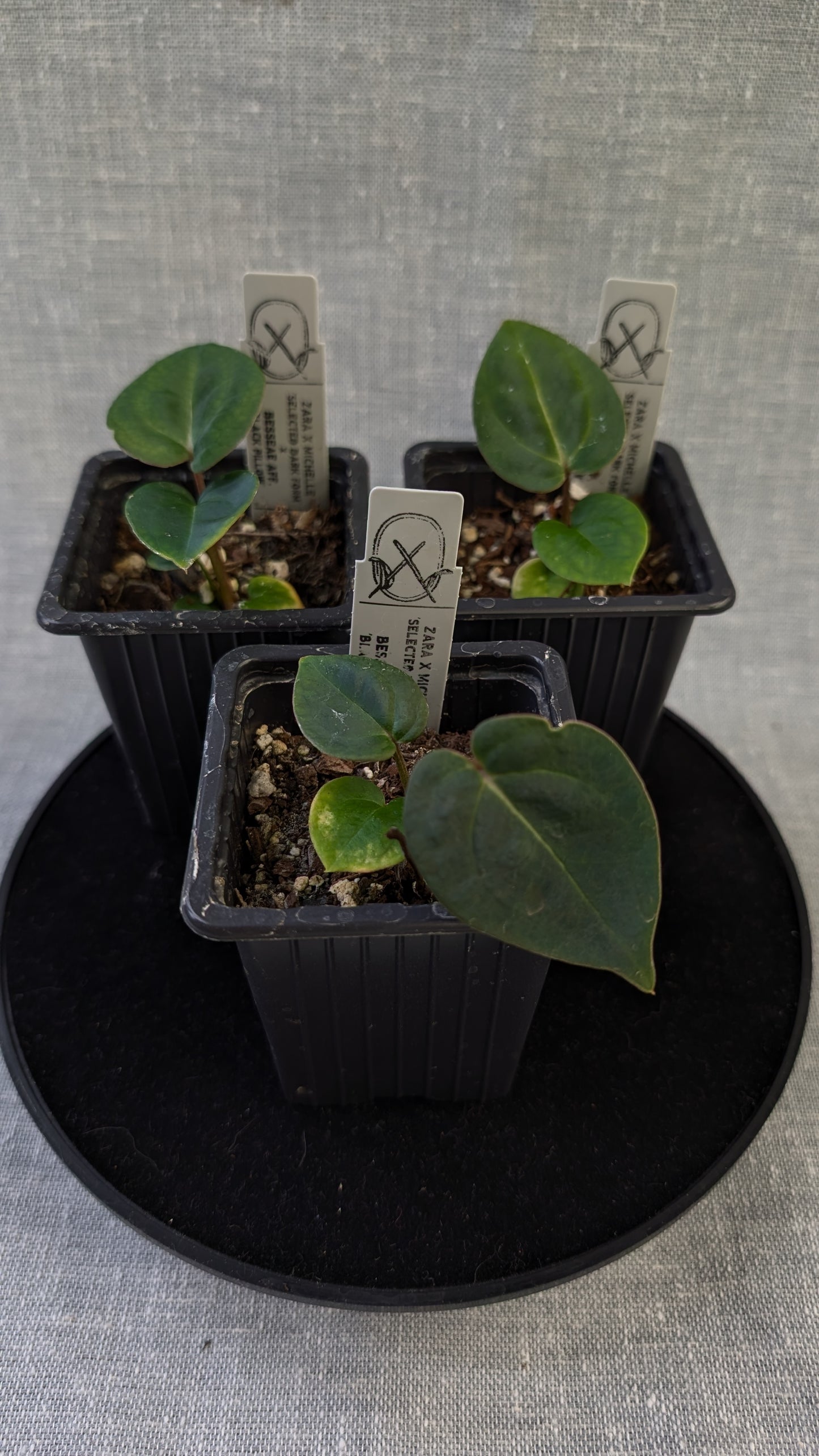Anthurium Doc Block 'Zara' x 'Michelle' Selected Dark Form x Besseae aff. 'Black Pillow'