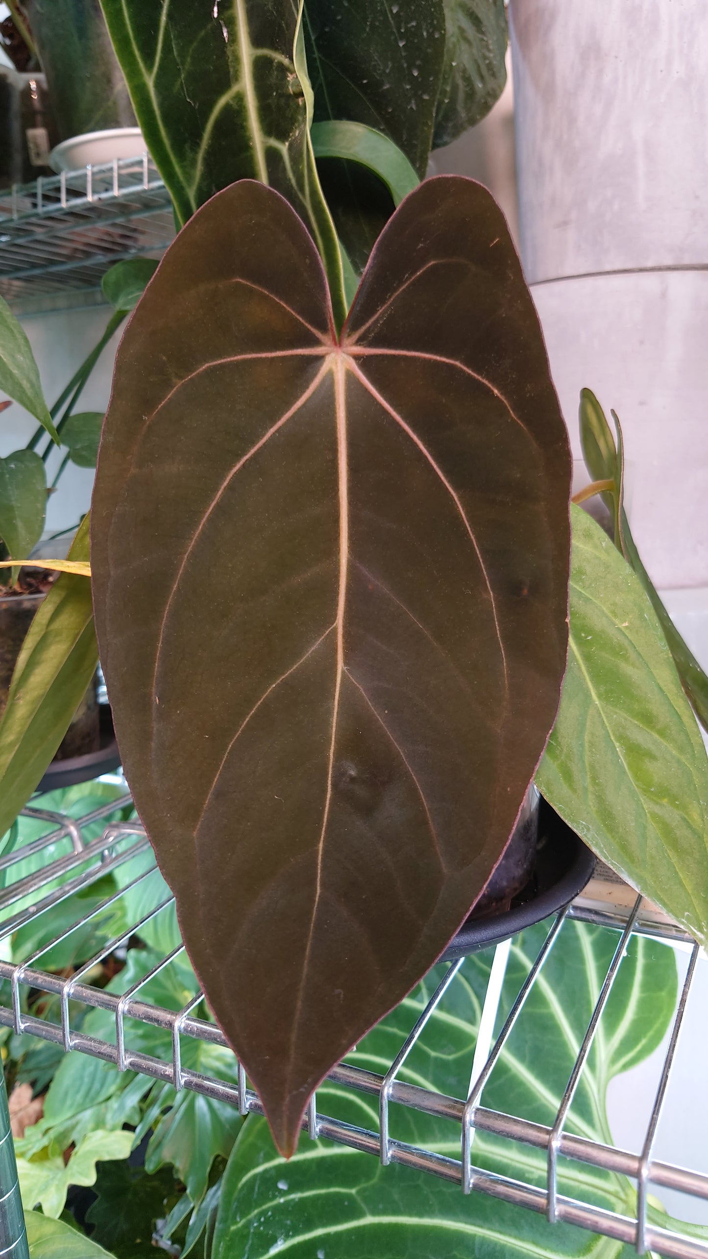Anthurium (Carlablackiae x Dressleri Rio Guanche) X 'Ace of Spagetii'