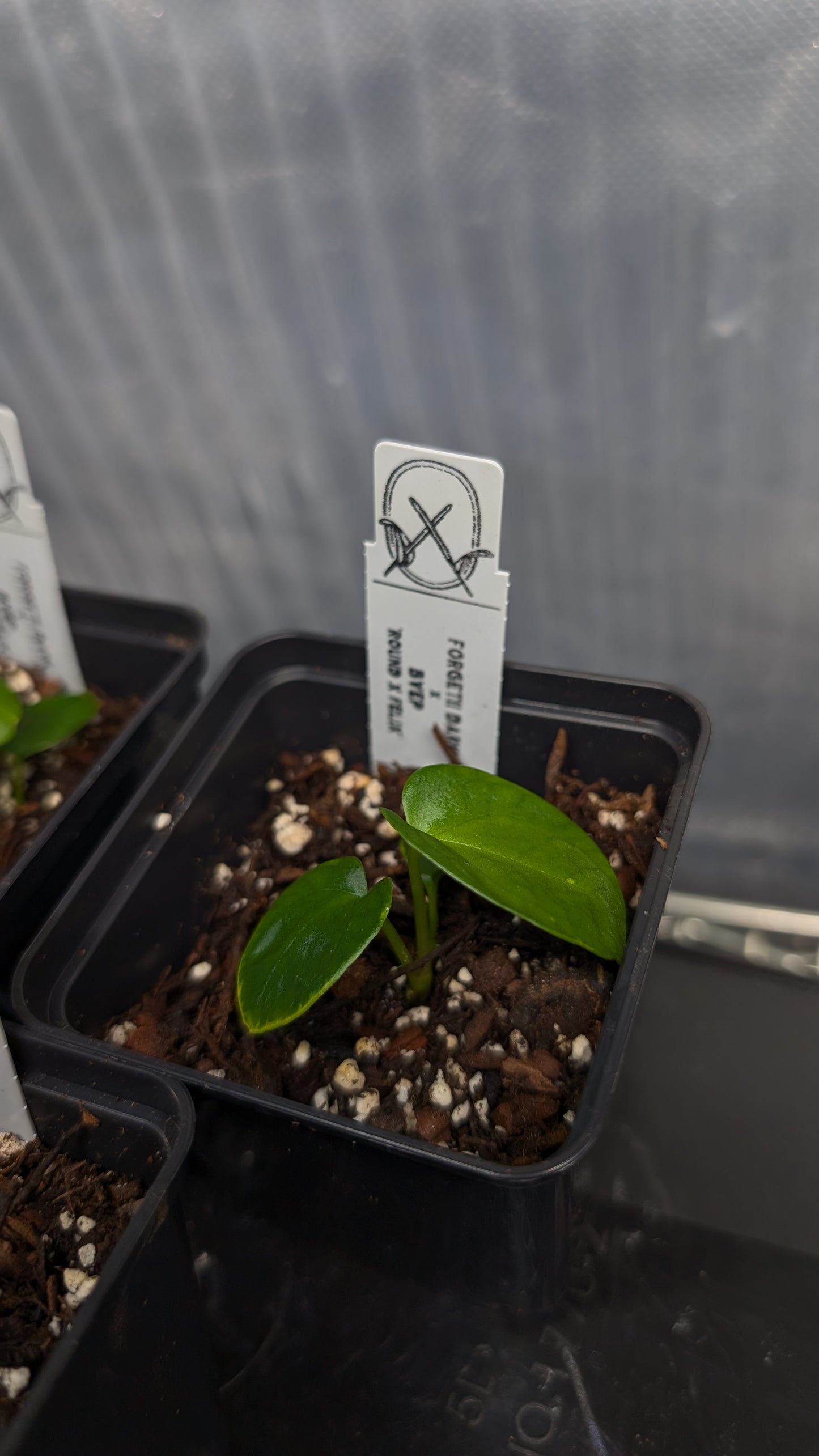 Anthurium Forgetii dark form x BVEP 'Round x Felix'