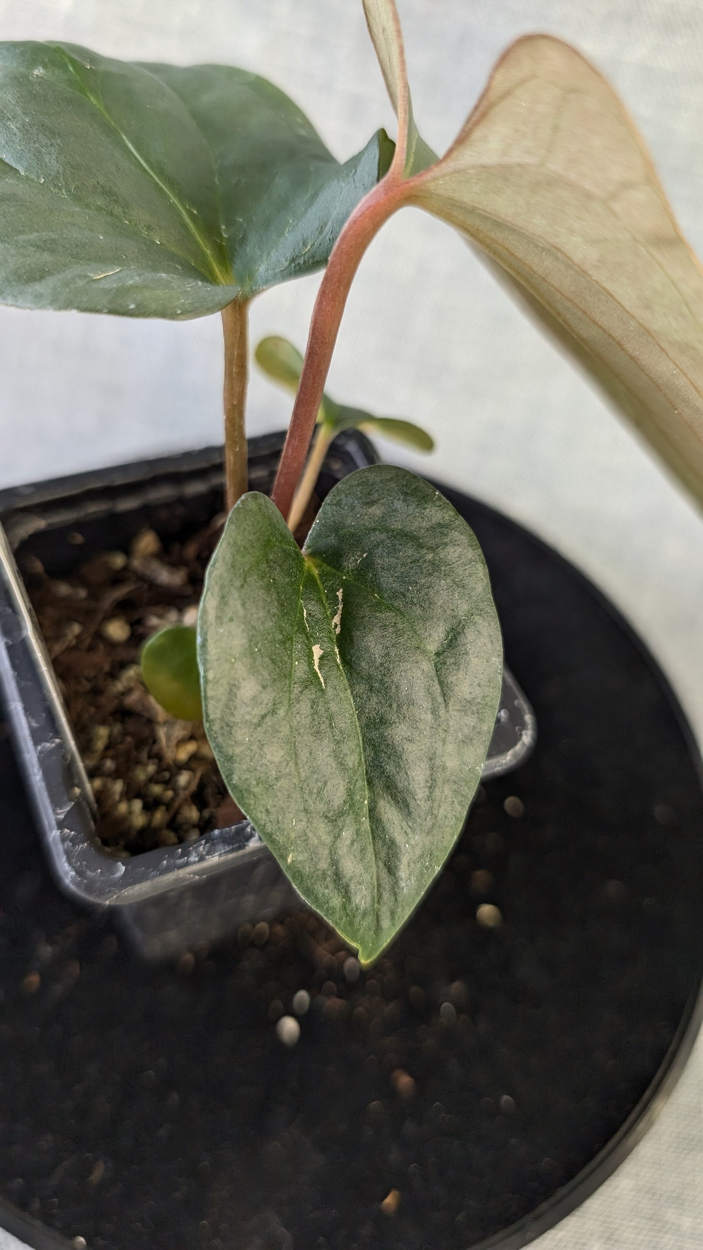 Anthurium Sp. Silver Peru Wide Sinus x Papillilaminum 'Fort Sherman'