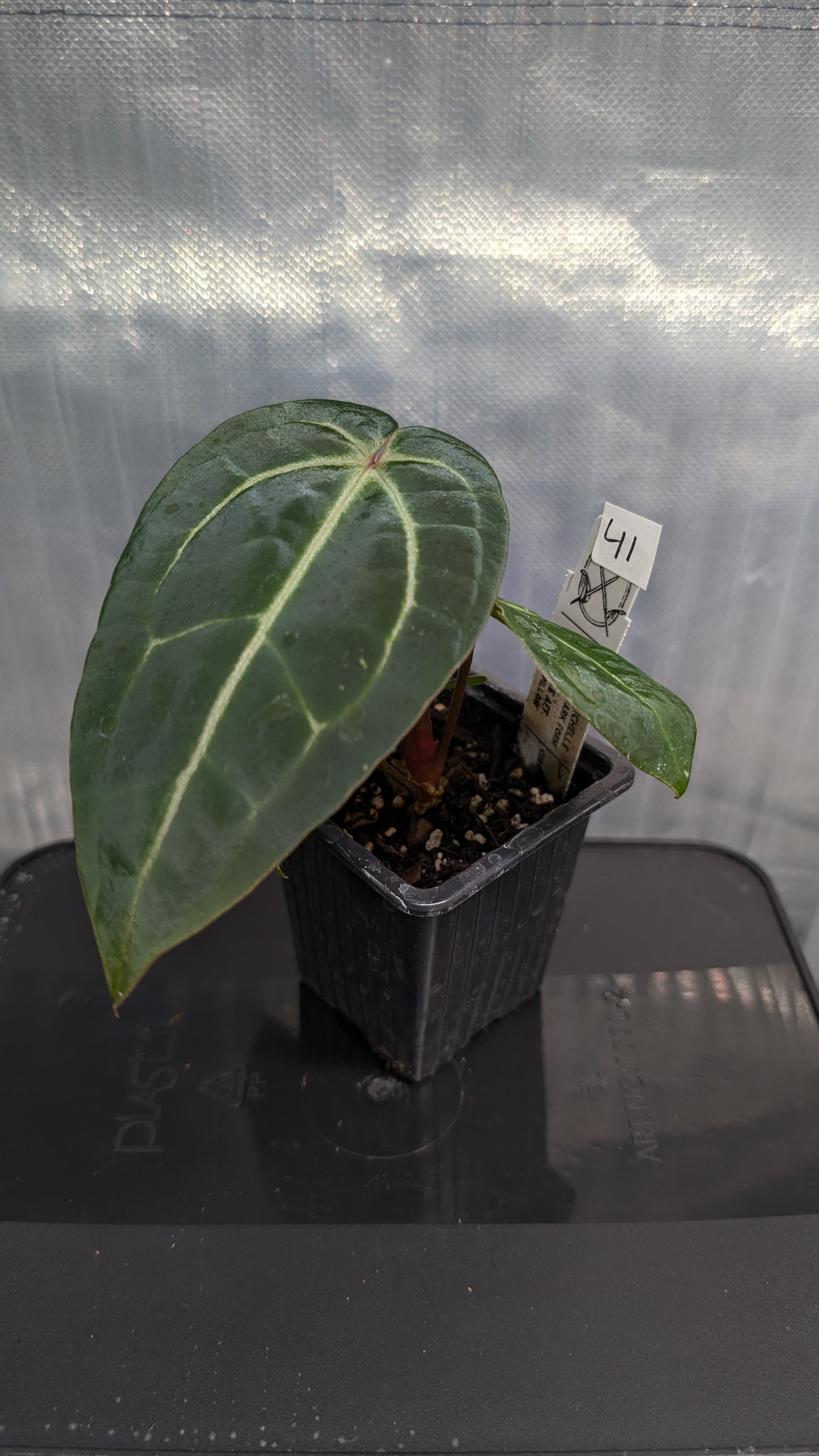 Anthurium Doc Block Zara x Michelle 'Selected Dark Form' x Besseae aff. 'Black Pillow'