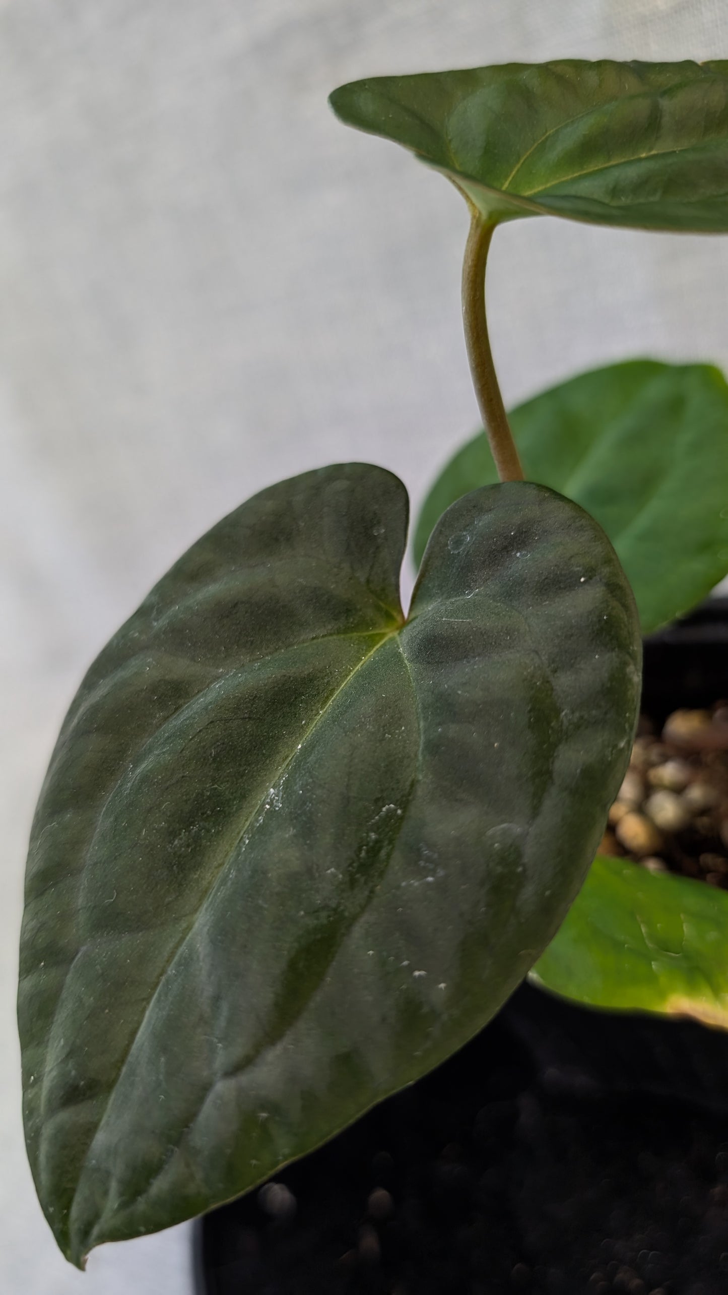 Anthurium Besseae aff 'Black Pillow' x Papillilaminum 'Fort Sherman' seedlings