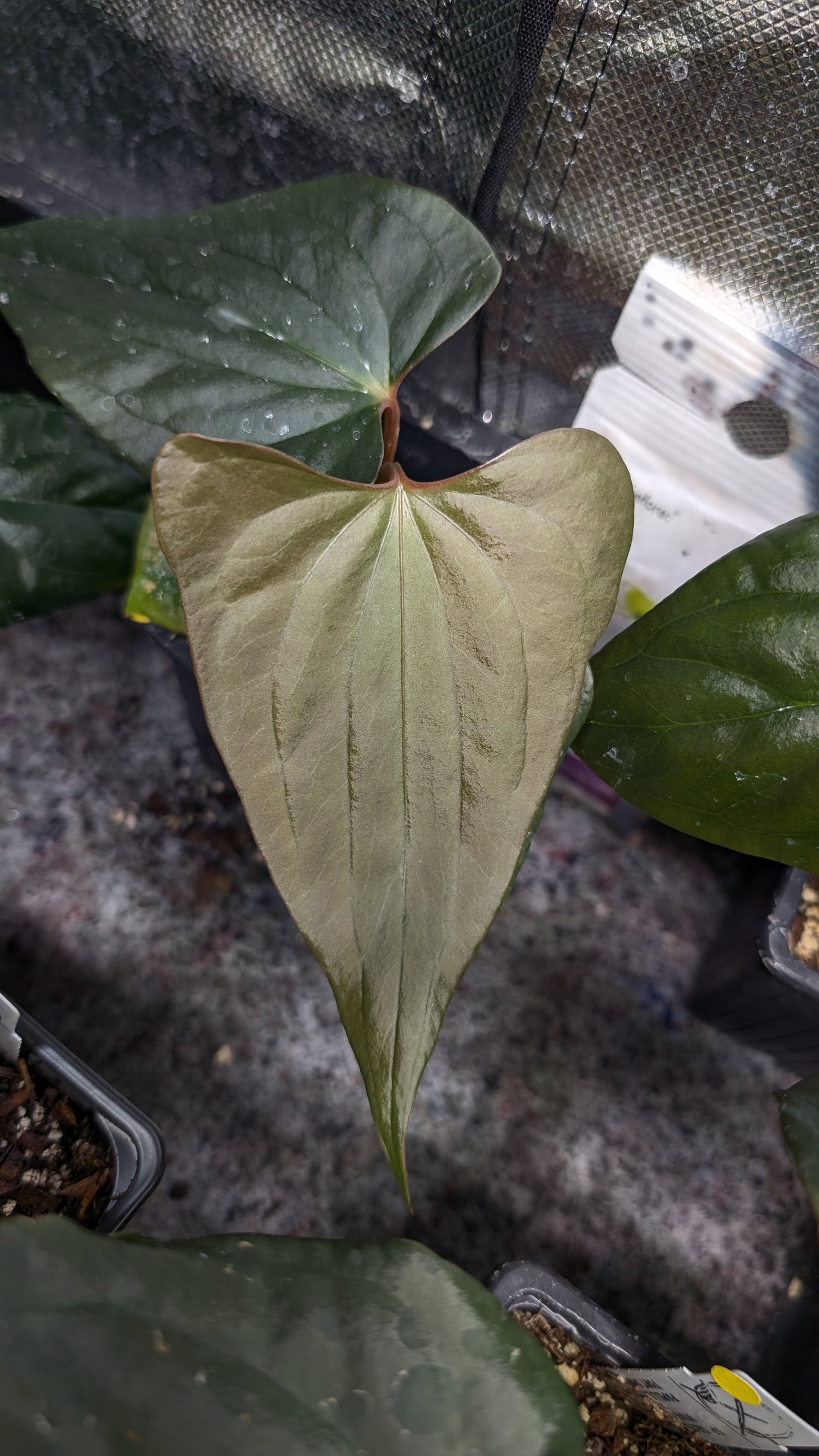 Anthurium 'Steelfin'