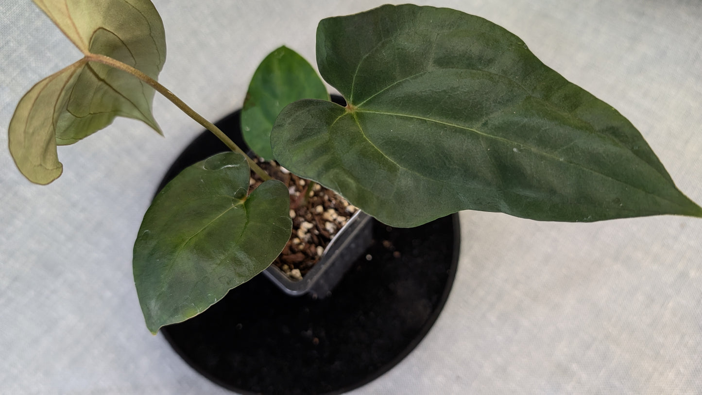 Anthurium Papillilaminum 'Daniel' x Ace of Spagetii