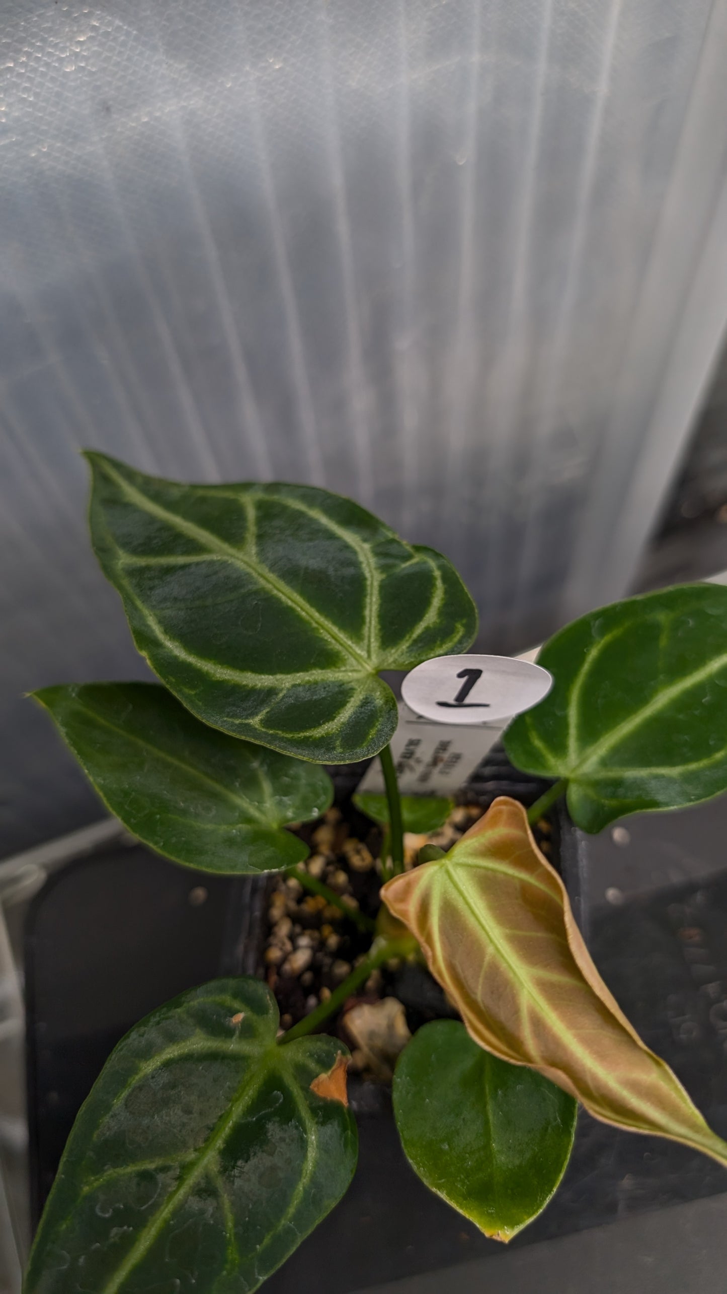 Anthurium Regale 'Dream Catcher' x 'Silver Shield'