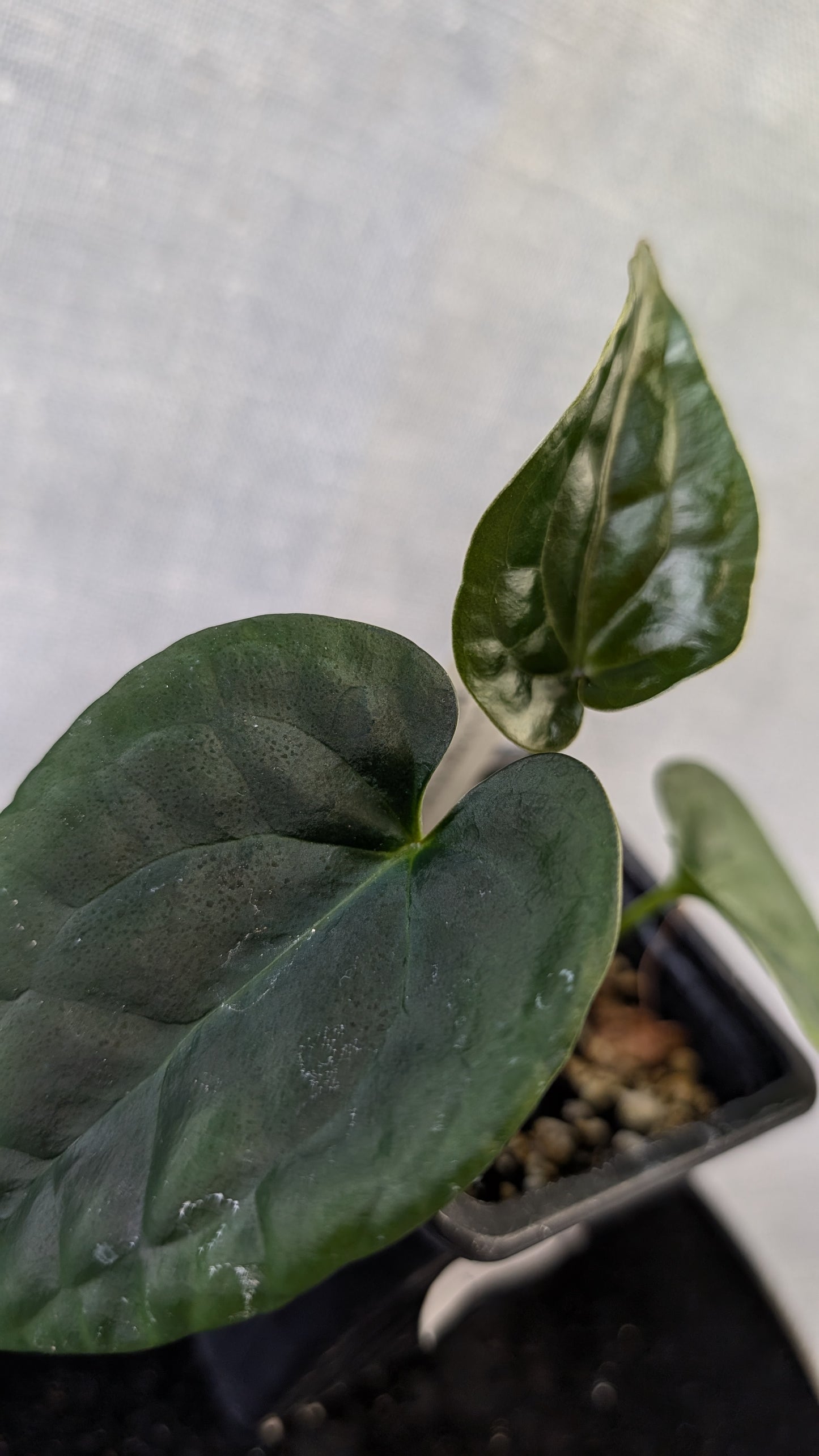 Anthurium (Carlablackiae x Dressleri Rio Guanche) X 'Ace of Spagetii'