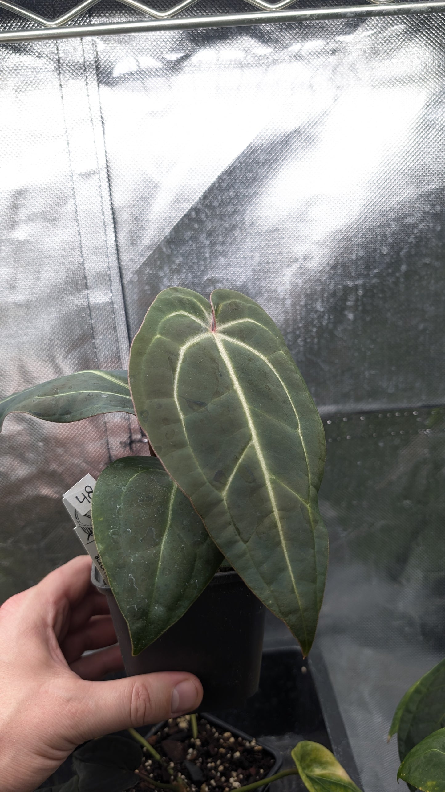 Anthurium Doc Block Zara x Michelle 'Selected Dark Form' x Besseae aff. 'Black Pillow'