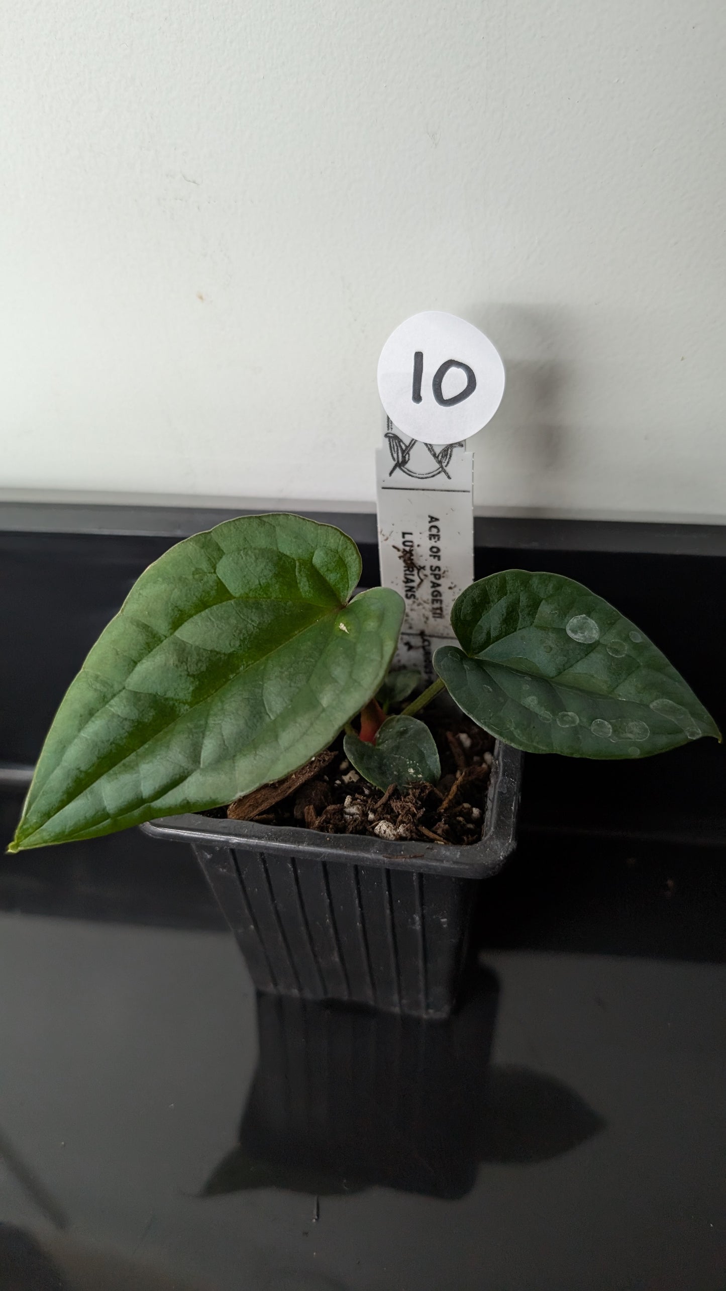 Anthurium 'Ace of Spagetii' x Luxurians