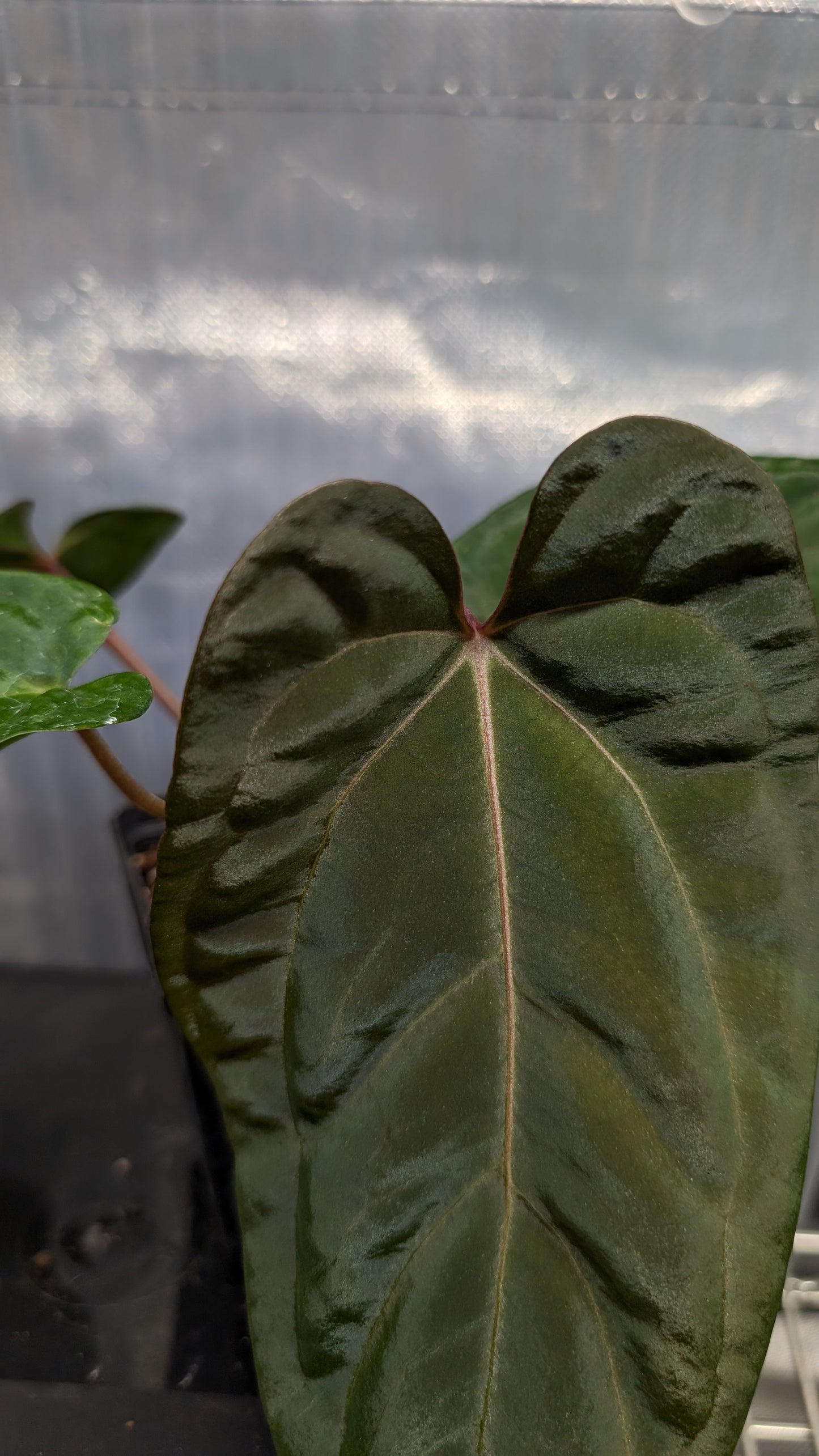 Anthurium Besseae aff 'Black Pillow' x Papillilaminum 'Fort Sherman' seedlings