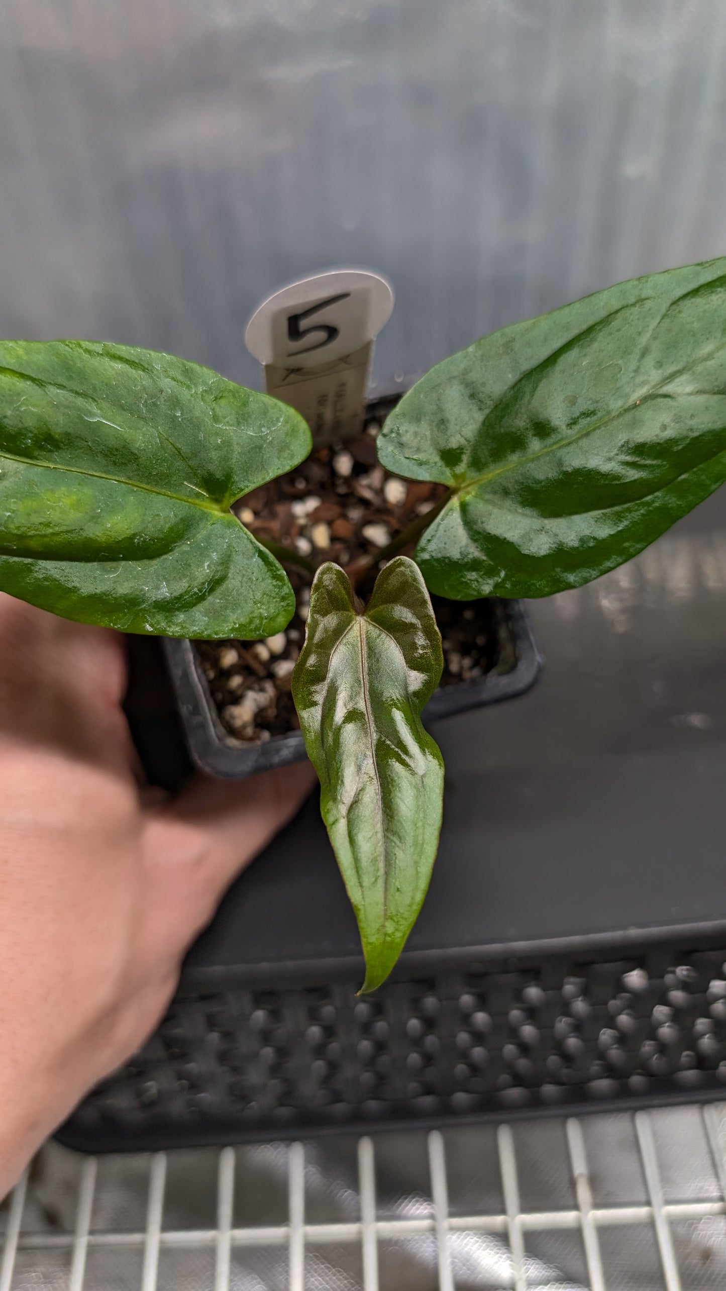 Anthurium Papillilaminum 'Fort Sherman'
