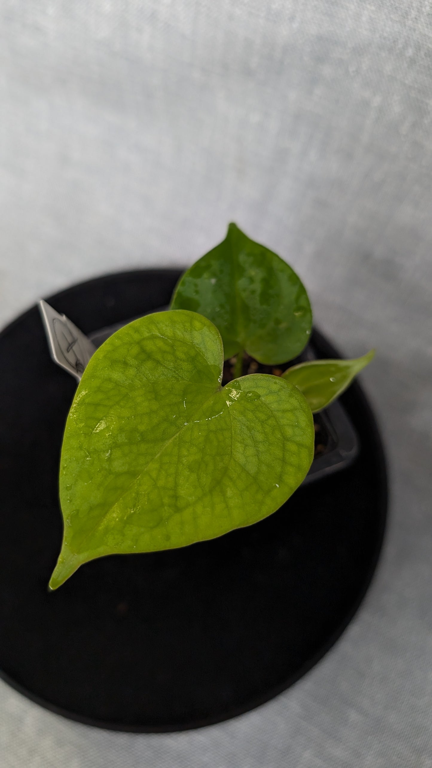 Anthurium Pterodactyl variegata x Clarinervium (or x self)
