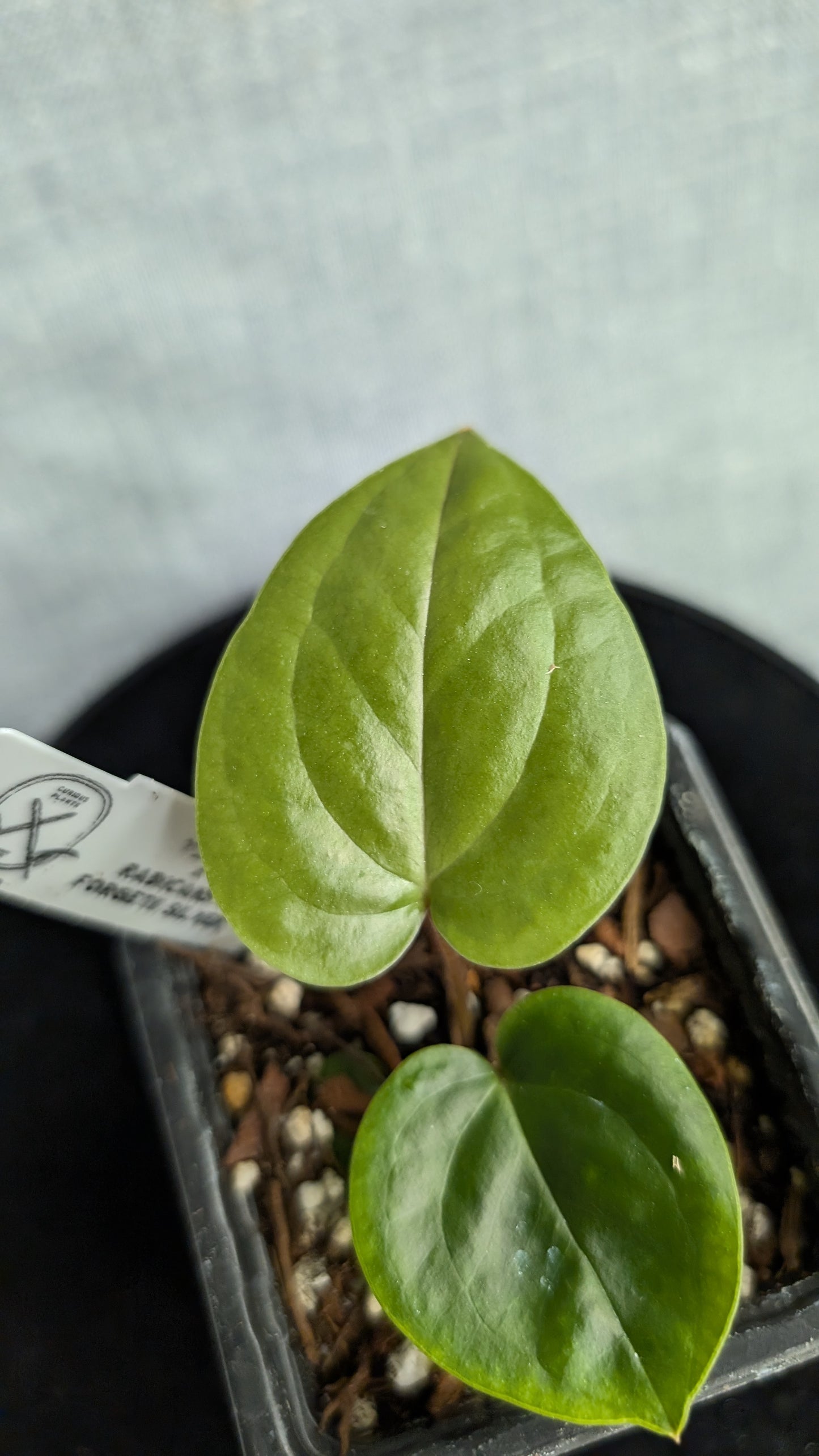 Anthurium Veitchii x Radicans (Unique Curious Plants-cross)