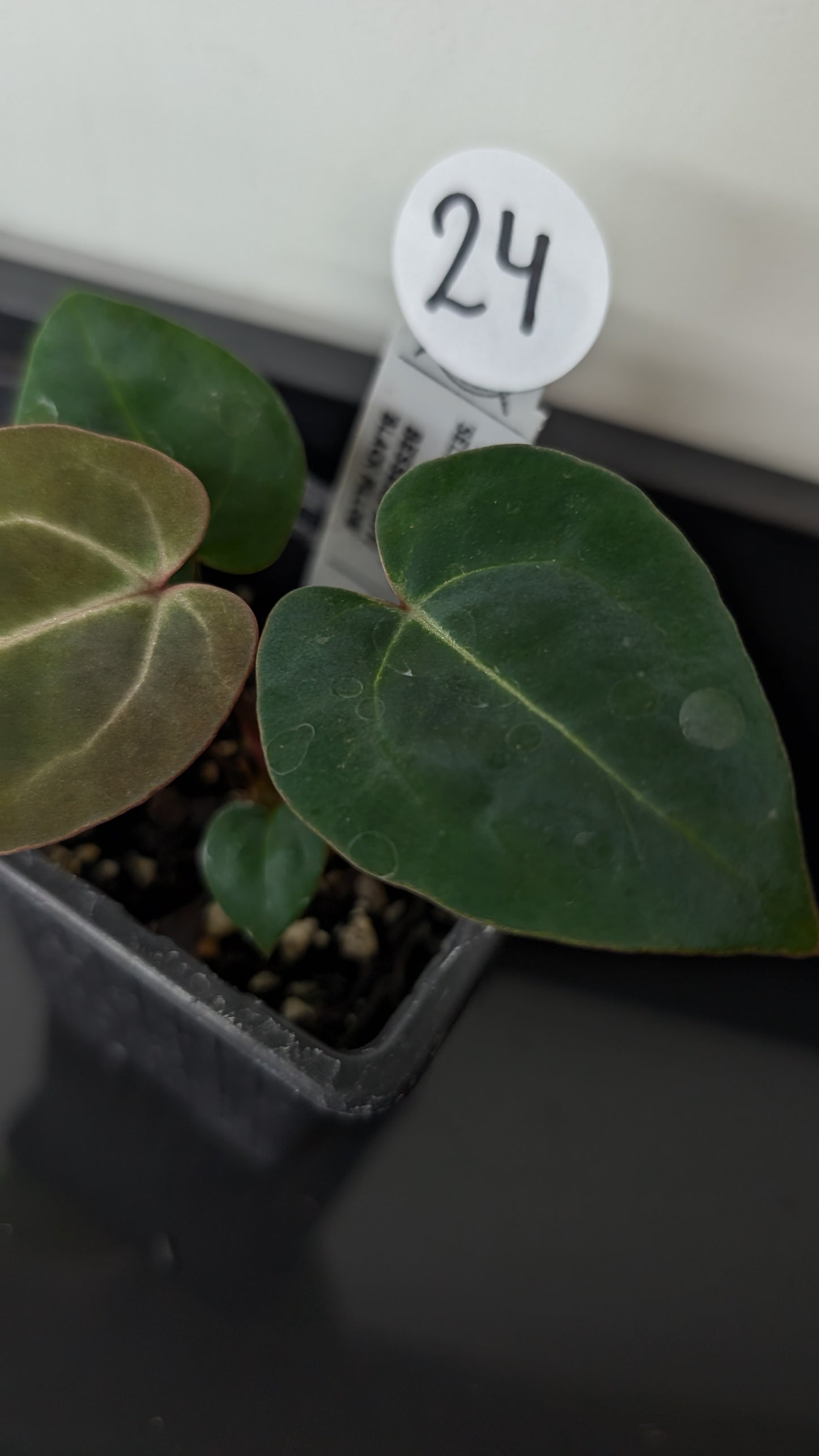 Anthurium Doc Block Zara x Michelle 'Selected Dark Form' x Besseae aff. 'Black Pillow'