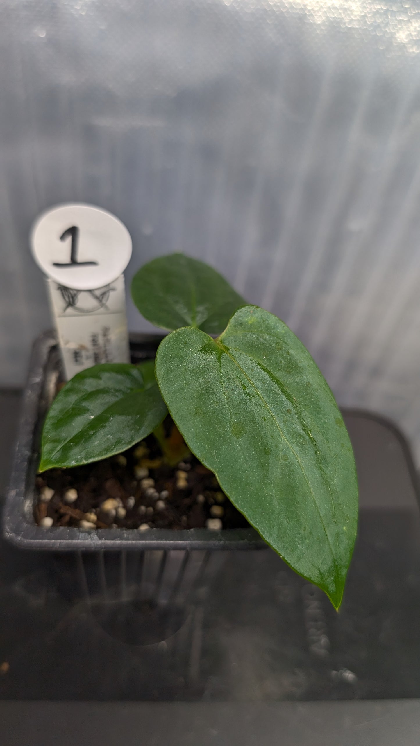Anthurium Papillilaminum 'Fort Sherman'