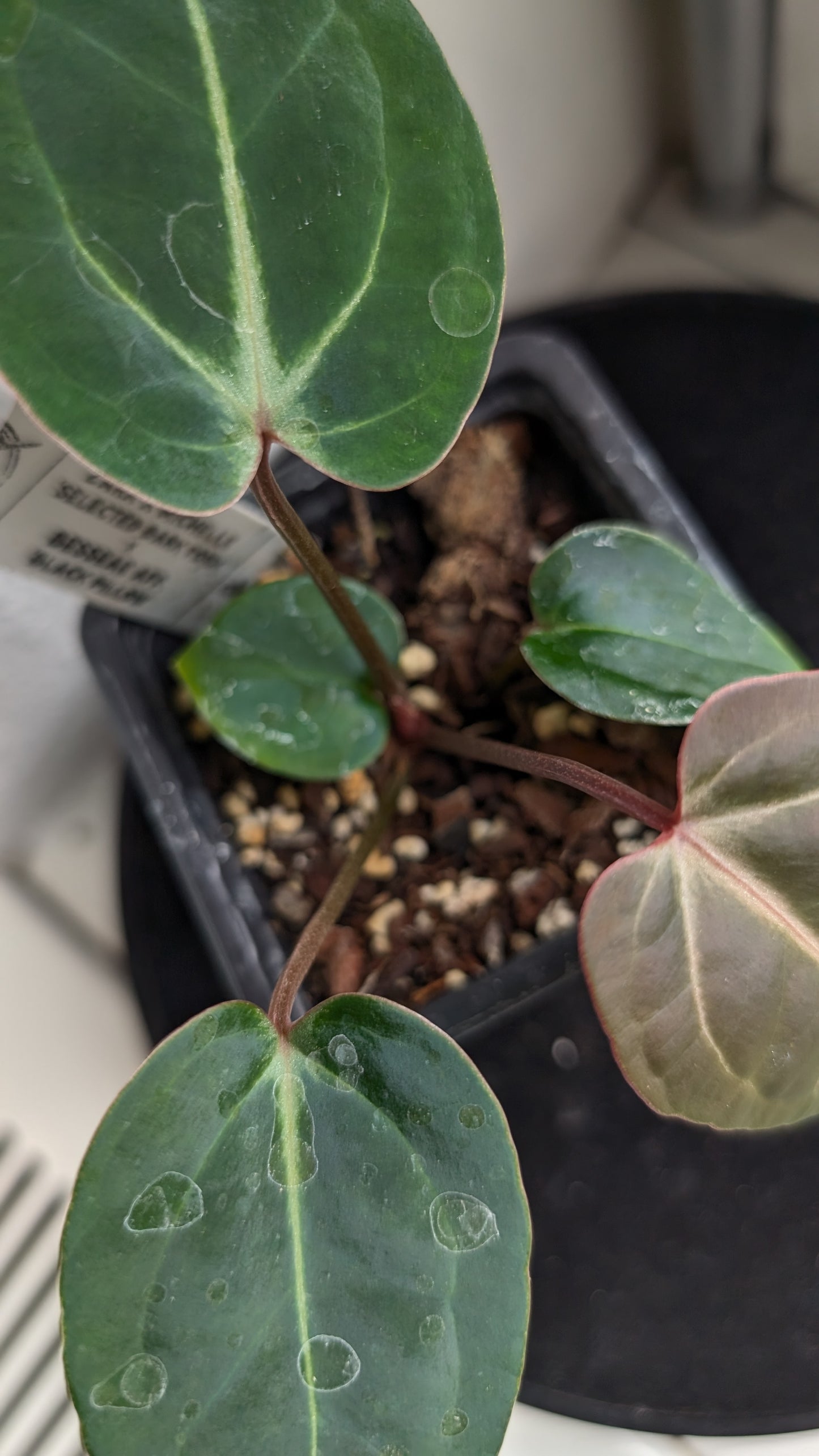 Anthurium Doc Block Zara x Michelle 'Selected Dark Form' x Besseae aff. 'Black Pillow'