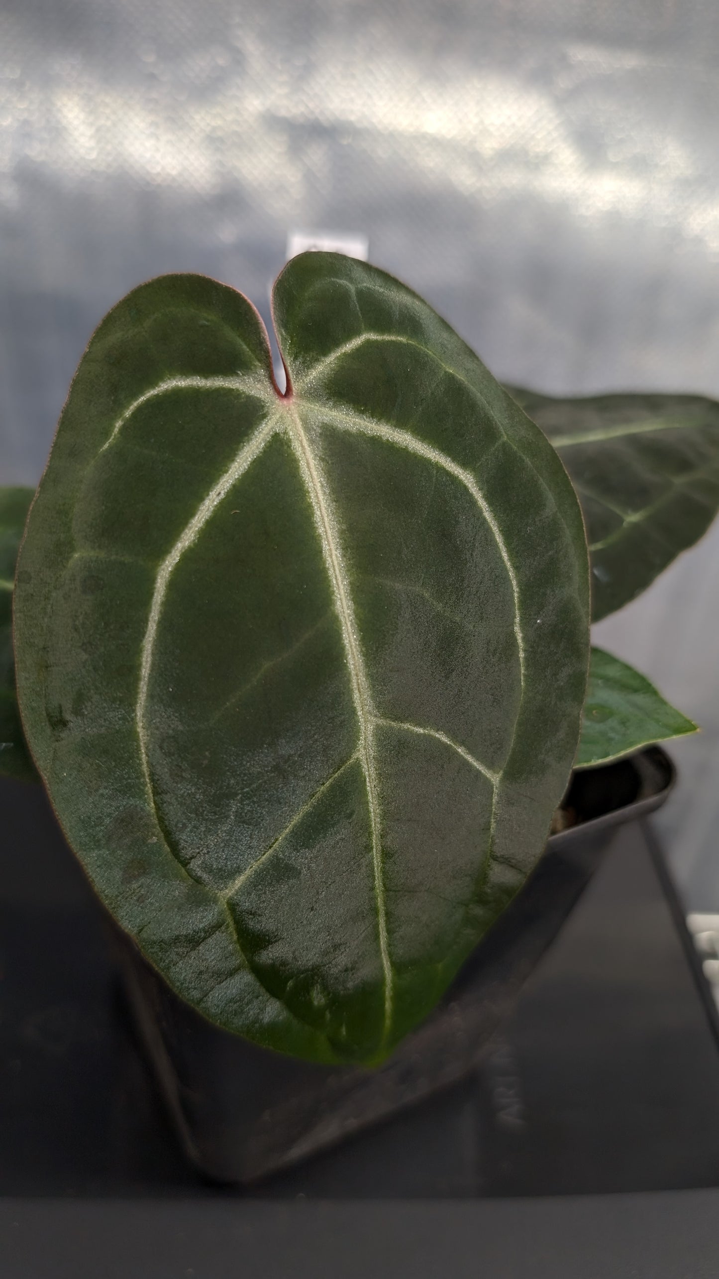 Anthurium Doc Block Zara x Michelle 'Selected Dark Form' x Besseae aff. 'Black Pillow'