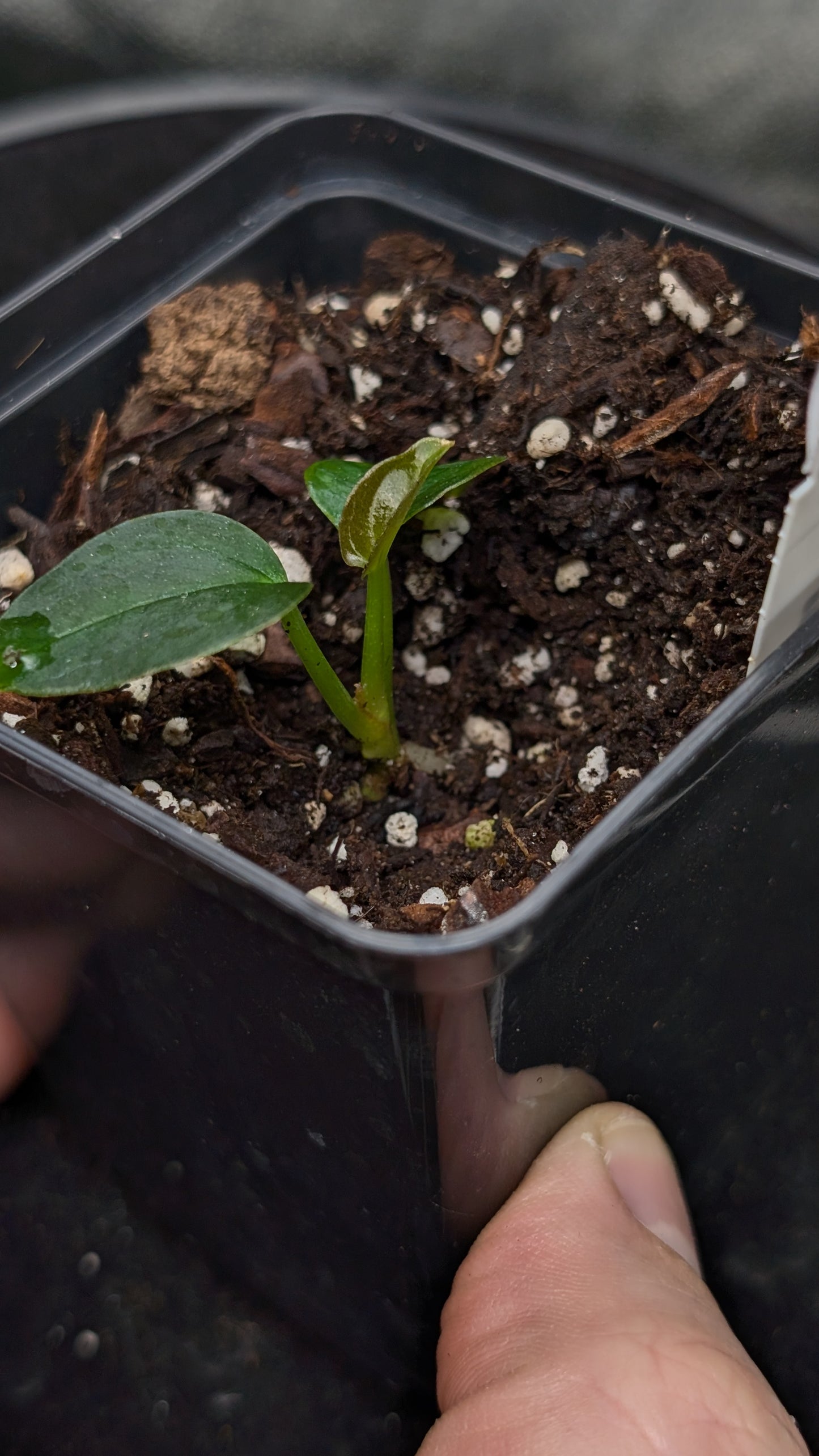 Anthurium Red Spider CLONE