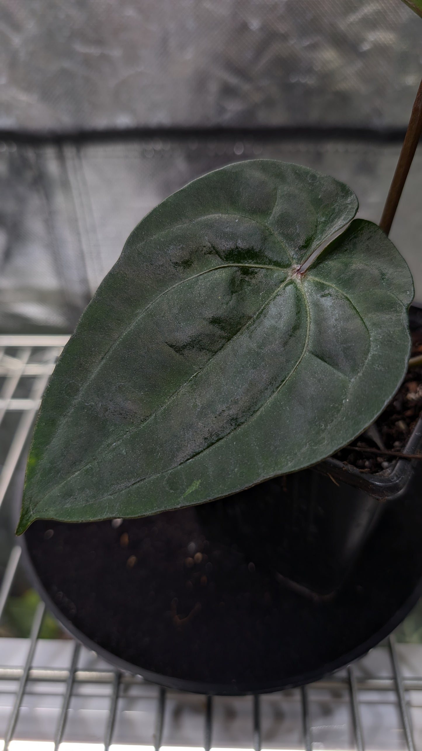 Ace of Spades SKG 'Ribbed Petiole' Clone/offset