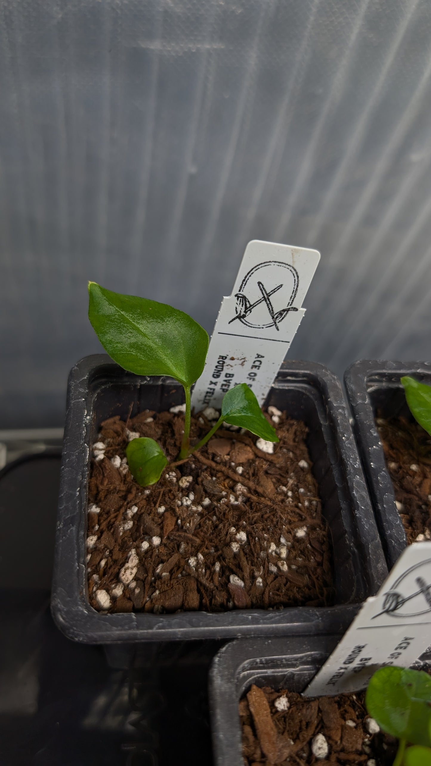 Anthurium Ace of Spagetii x BVEP 'Round x Felix'