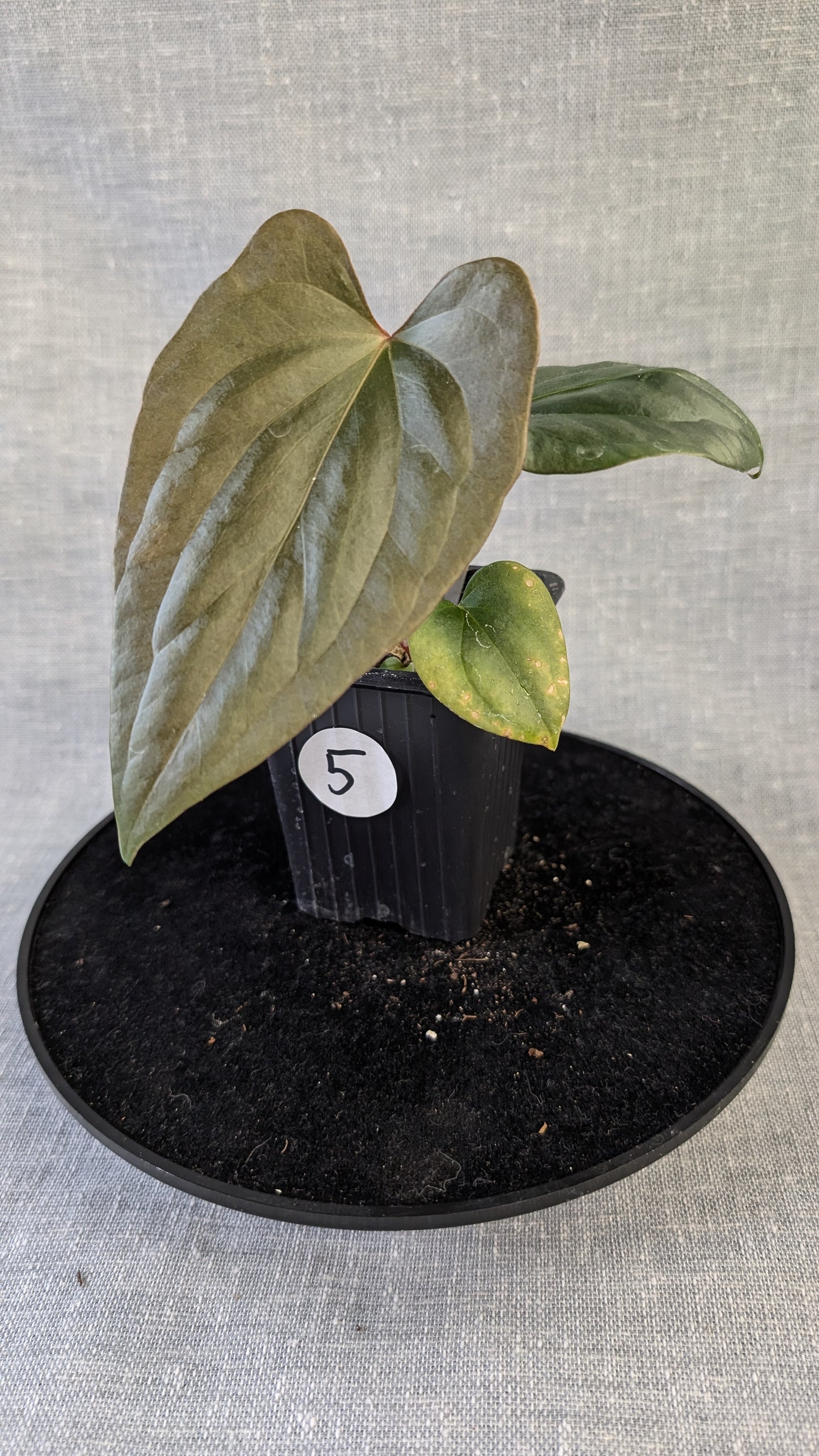 Anthurium Sp. Silver Peru Wide Sinus x Papillilaminum 'Fort Sherman'
