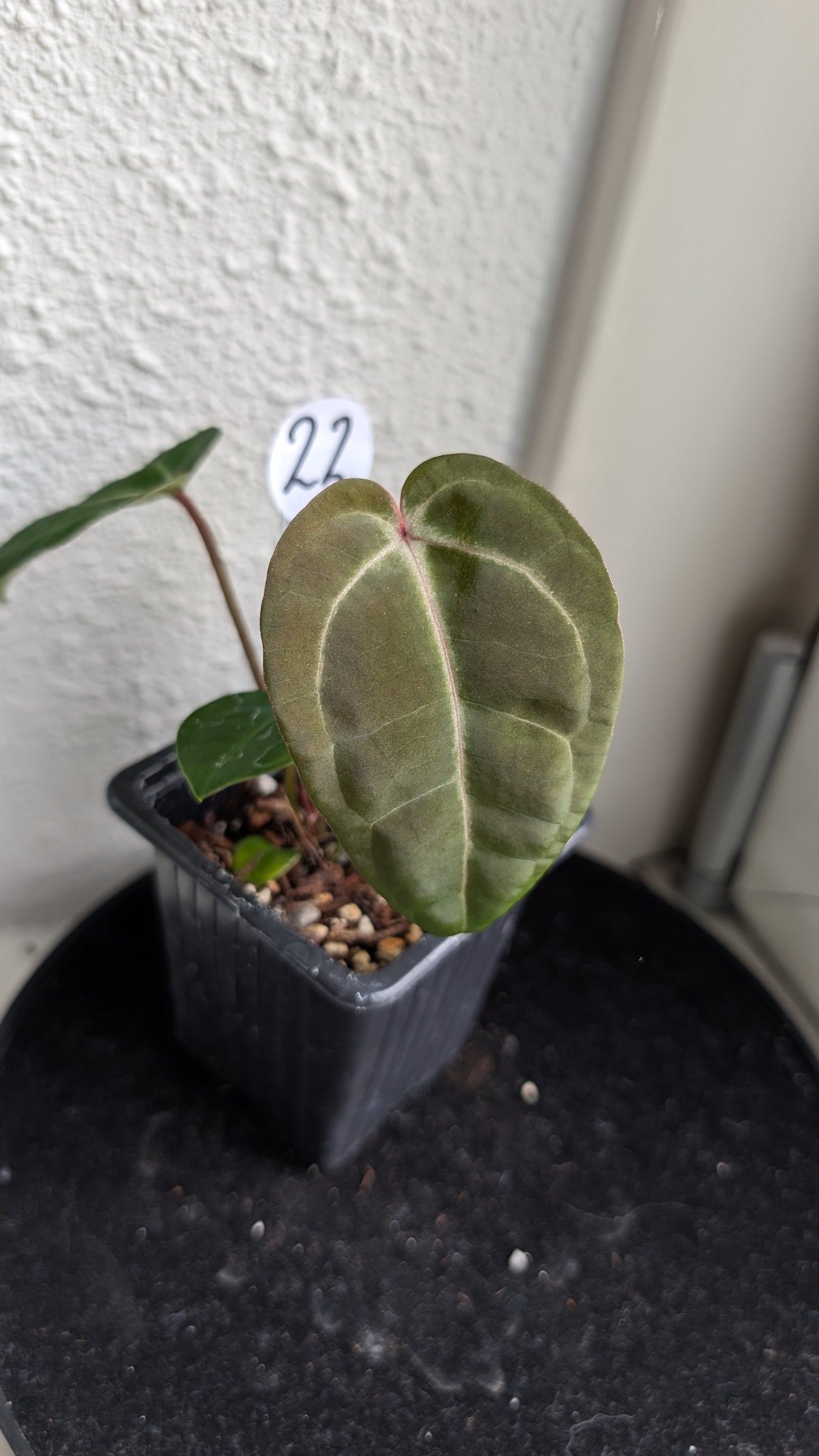 Anthurium Doc Block Zara x Michelle 'Selected Dark Form' x Besseae aff. 'Black Pillow'