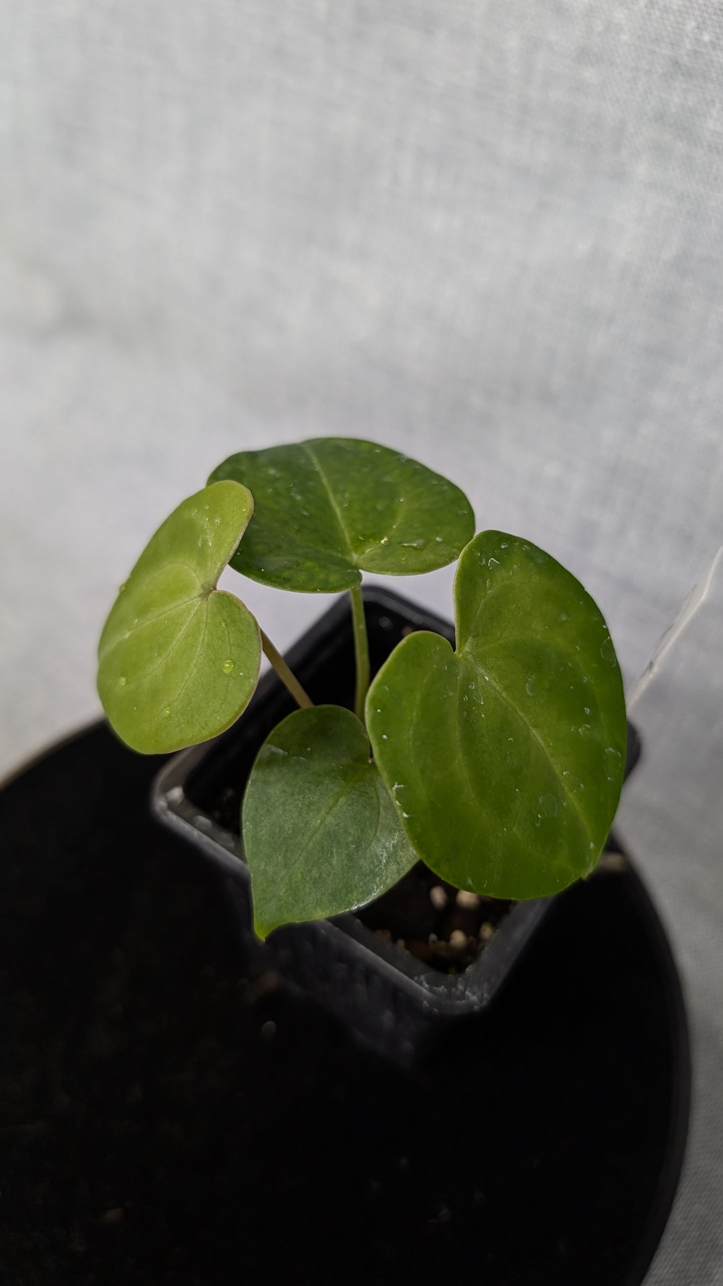 Anthurium Pterodactyl variegata x Clarinervium (or x self)